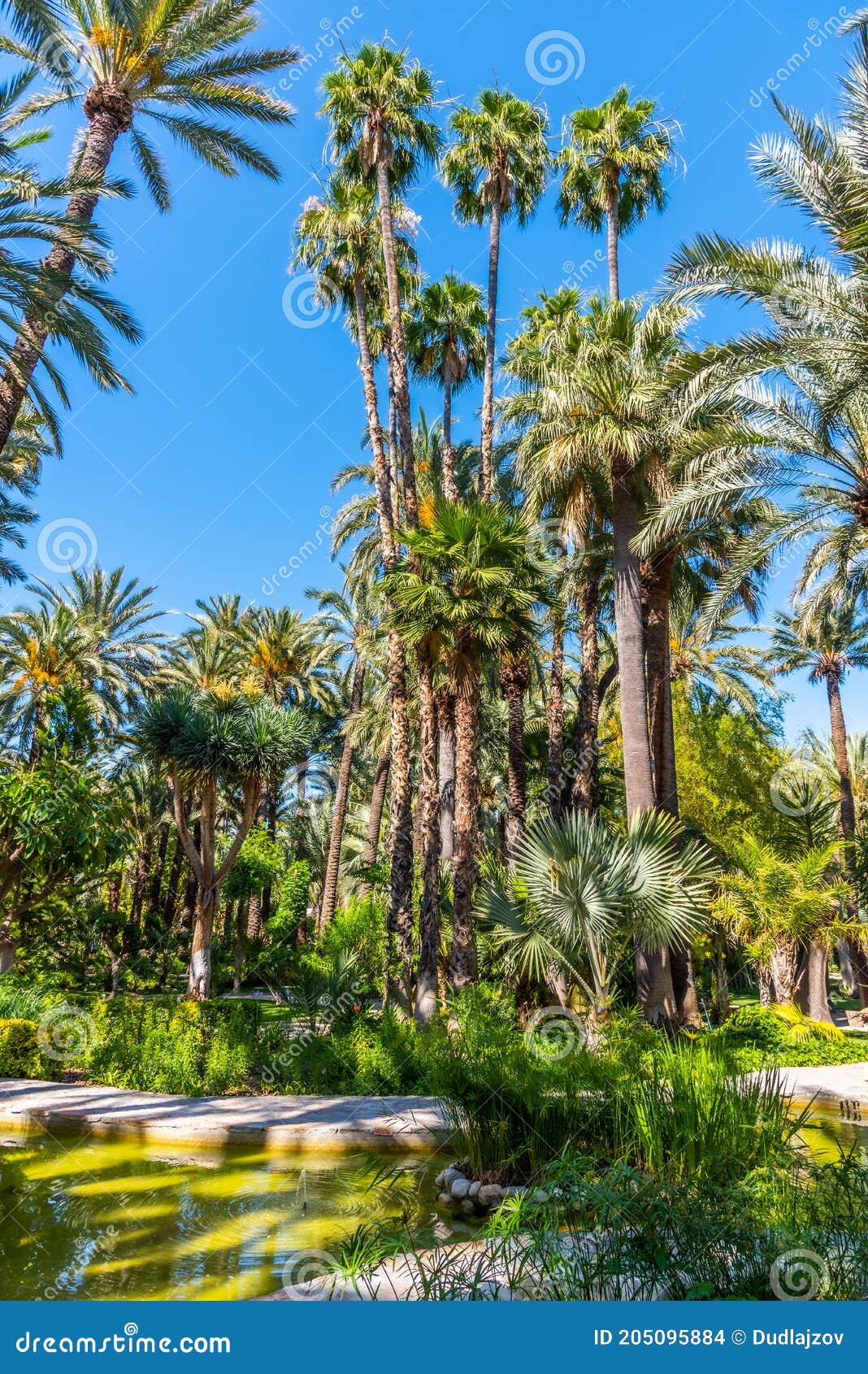 palm groves at huerto del cura garden in elche