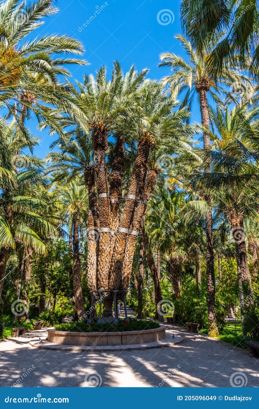 palm groves at huerto del cura garden in elche