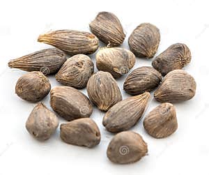 Palm Kernel Seed Stock Photo CartoonDealer 5076618