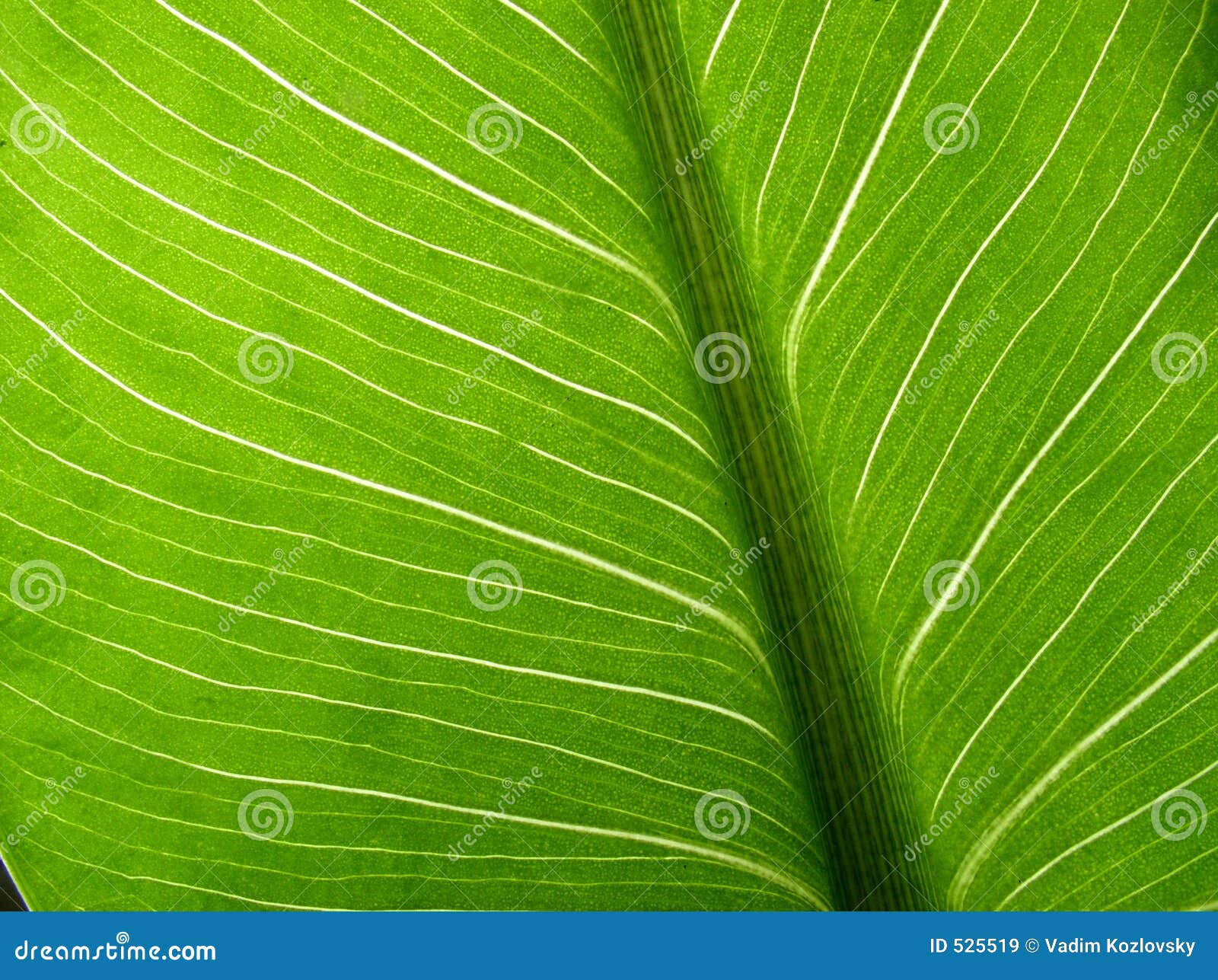 palm leaf