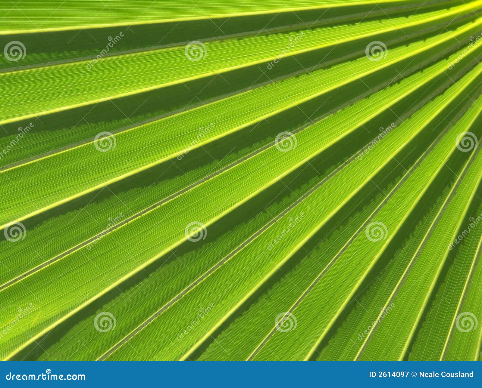 Palm Leaf Abstract stock image. Image of palm, leaf, texture 2614097