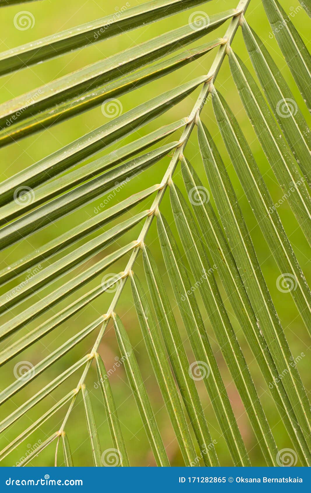 Palm Leaf As Abstract Background Stock Image Image of background