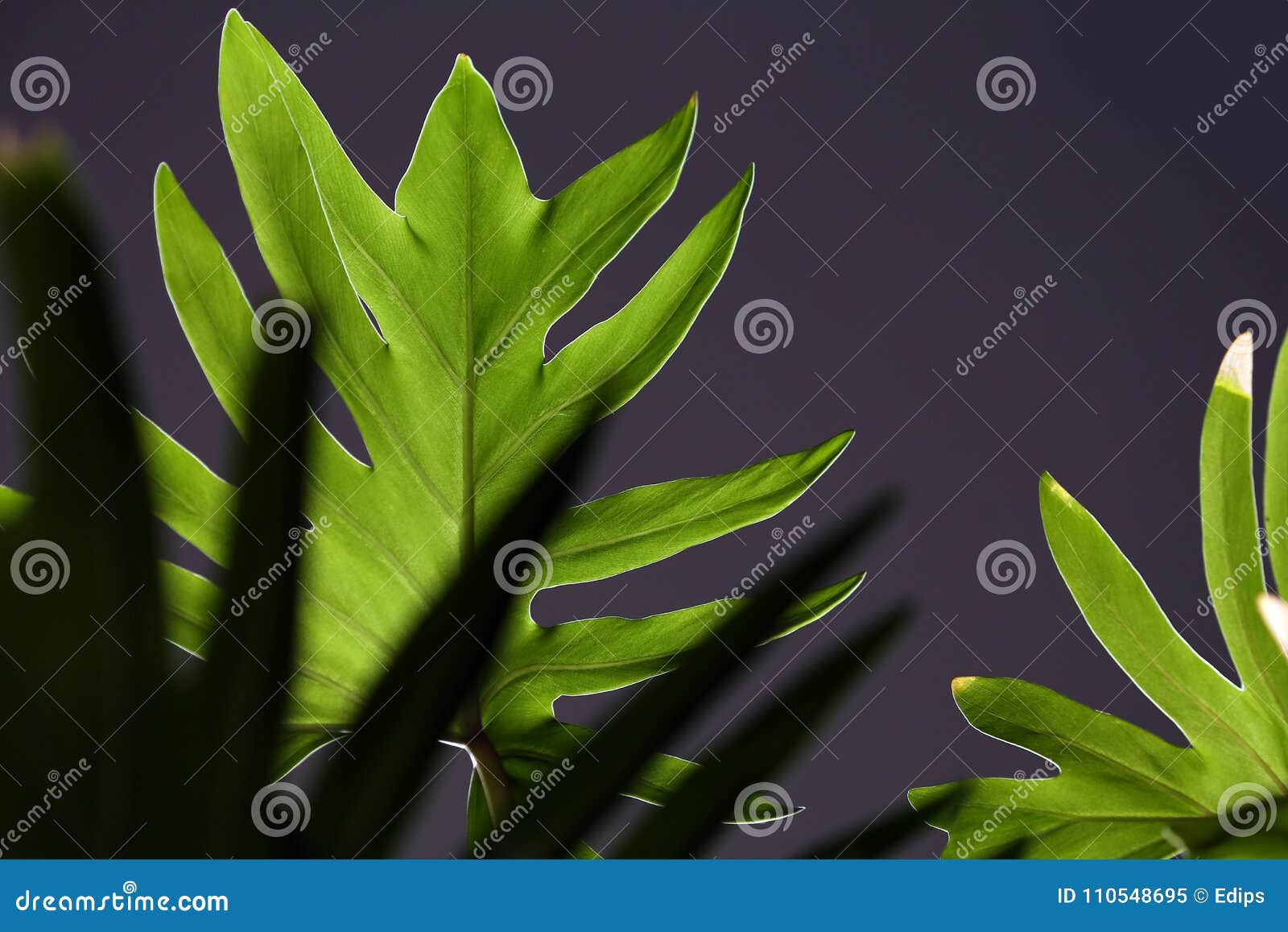 Palm Leaf on a Dark Background Stock Image - Image of color, texture