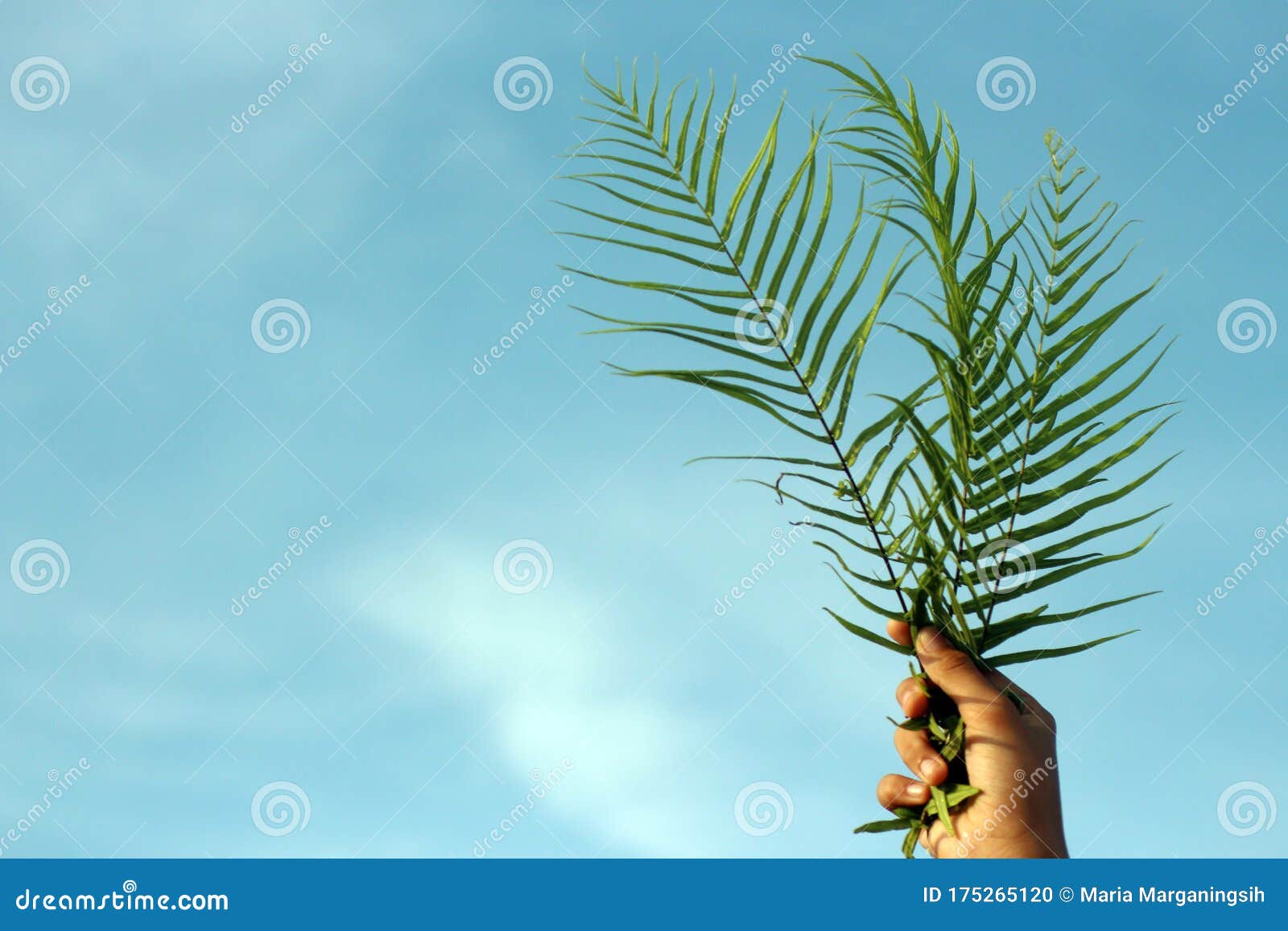 palm leaf in hand against bright blue sky background.