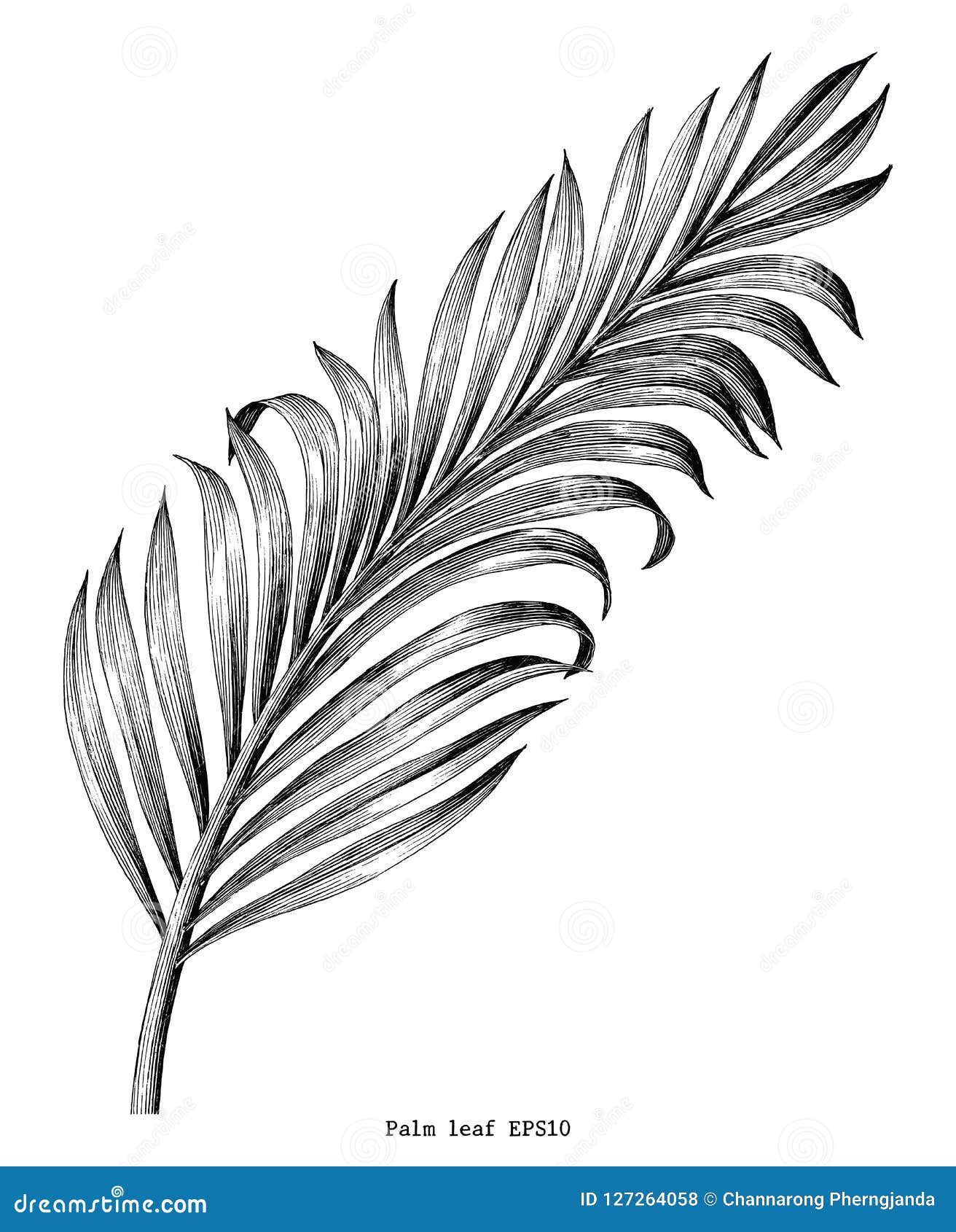 palm leaf hand draw vintage engraving clip art  on white