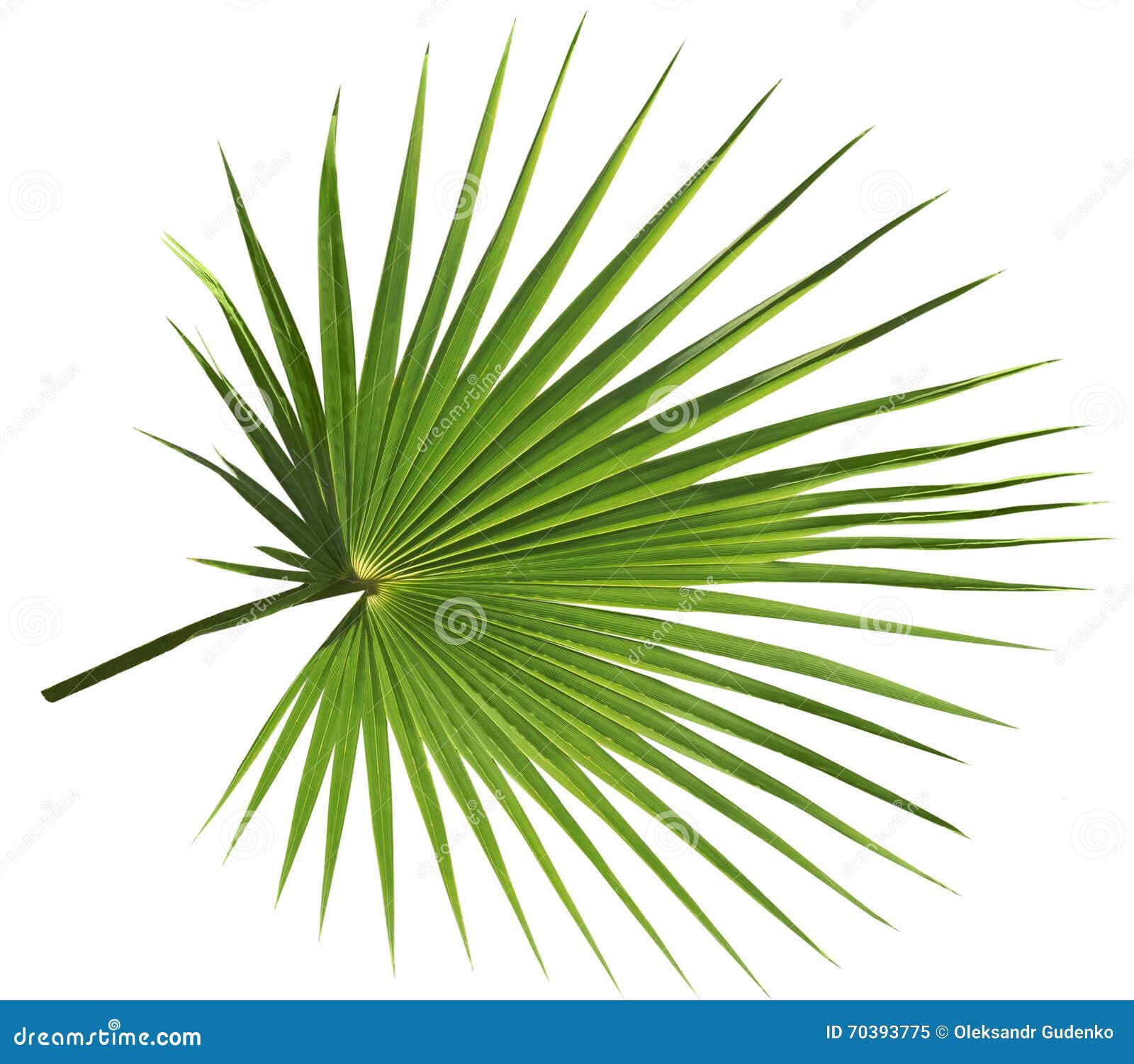 Palm Leaf Isolated On White Background Royalty-Free Stock Photography ...