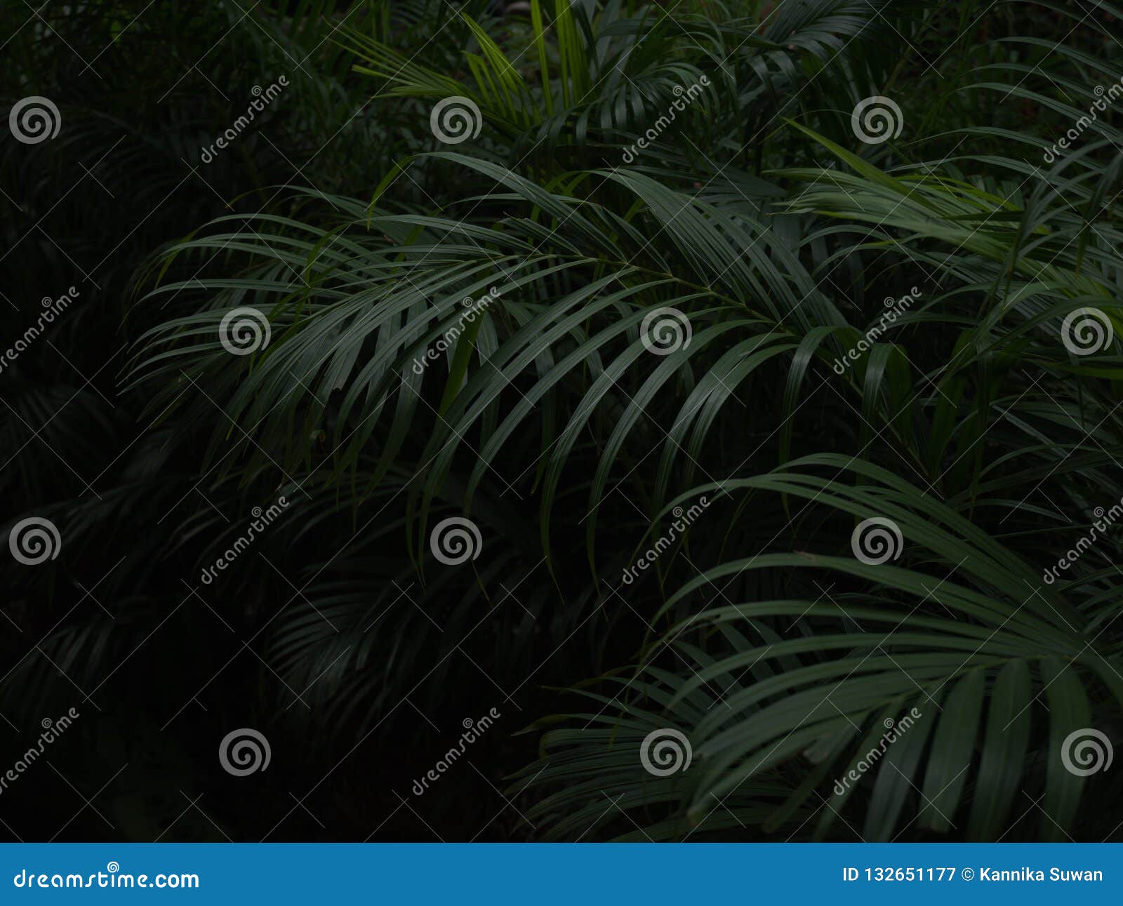 Palm Leaf Pattern on Black Background Stock Image - Image of exotic