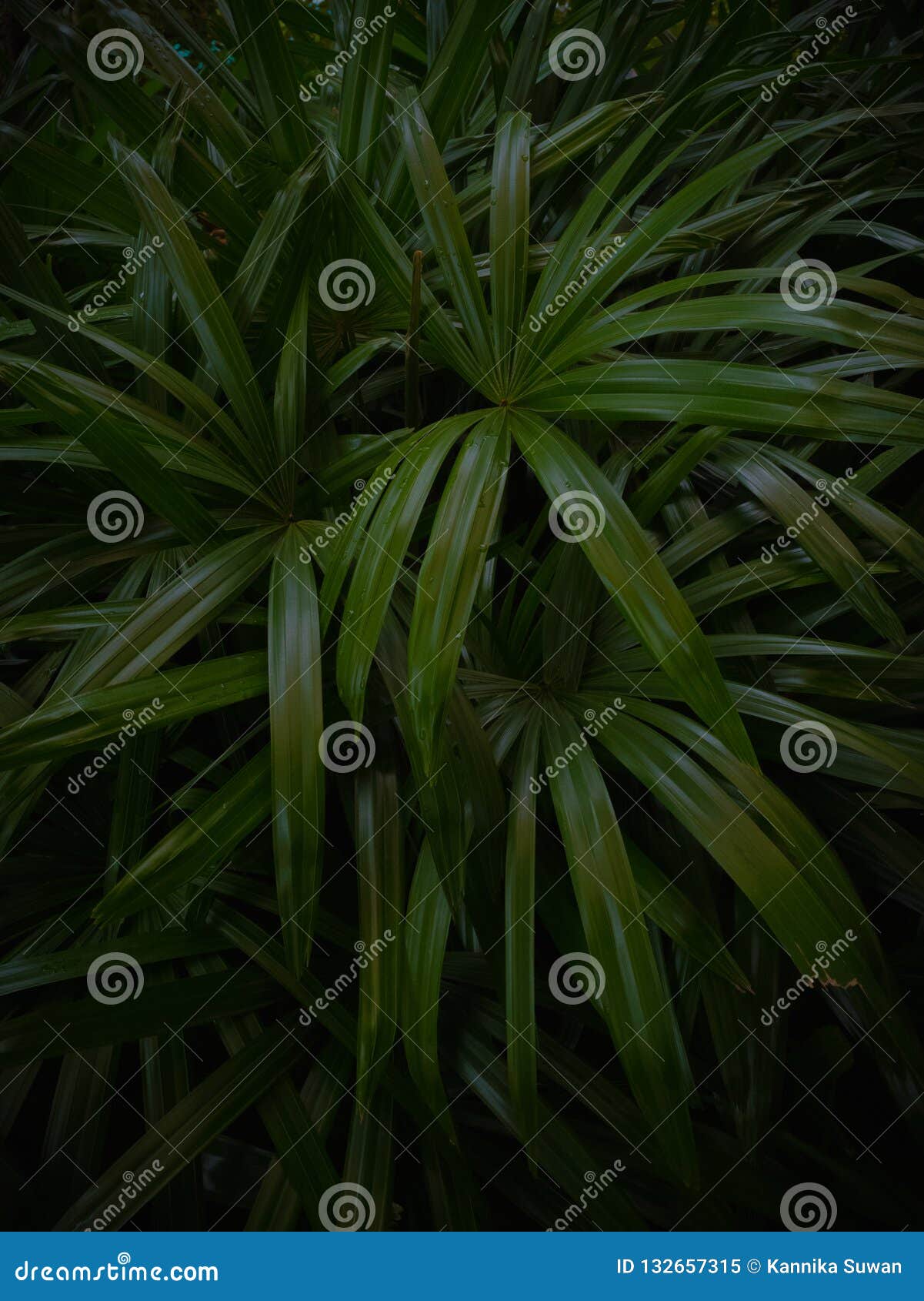 Palm Leaf Pattern on Black Background Stock Image - Image of background