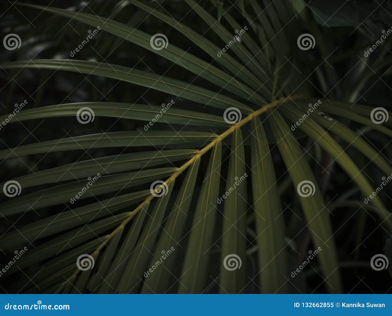 Palm Leaf Pattern on Black Background Stock Image - Image of branch