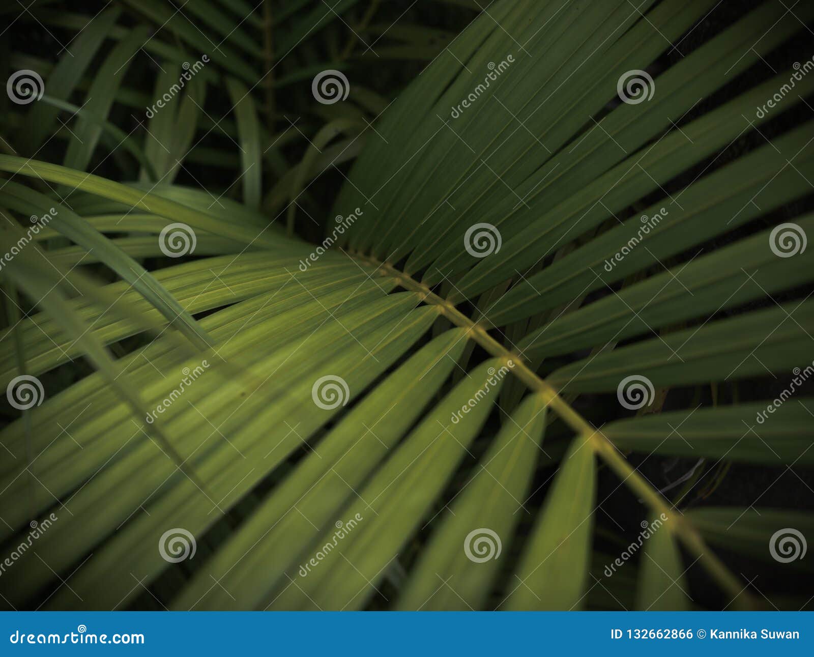 Palm Leaf Pattern on Black Background Stock Photo - Image of