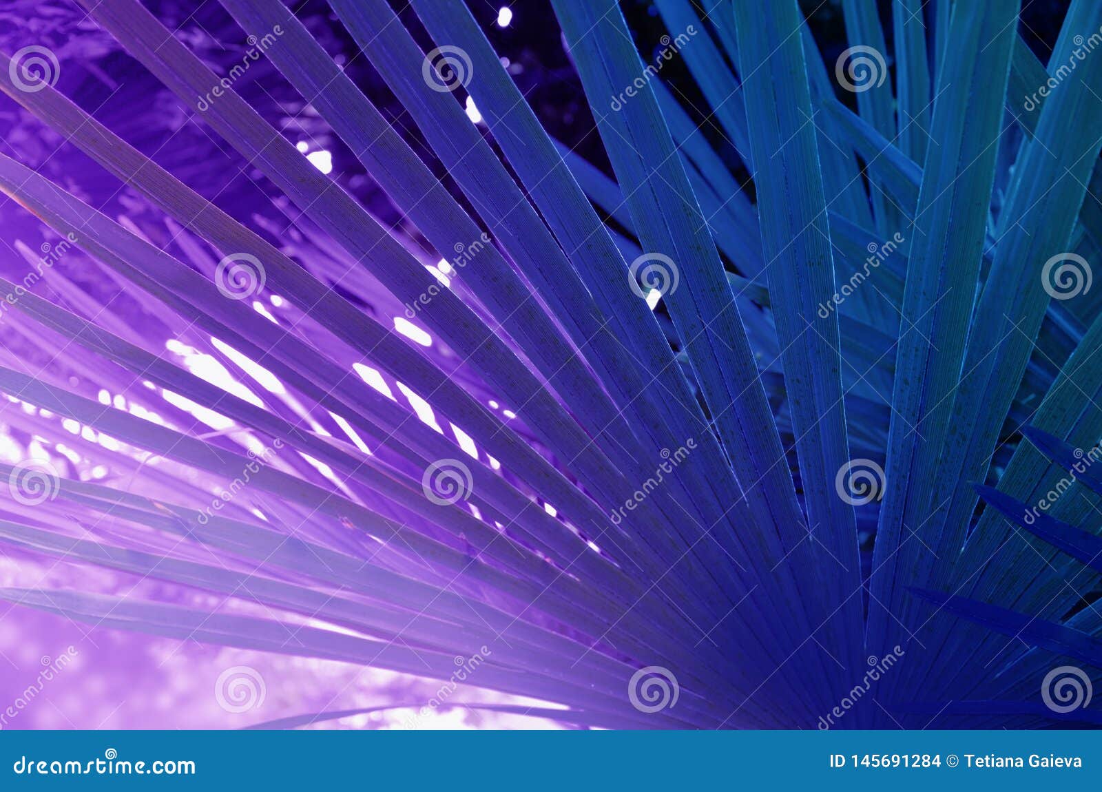 Palm leaf in purple tones stock photo. Image of leaf - 145691284