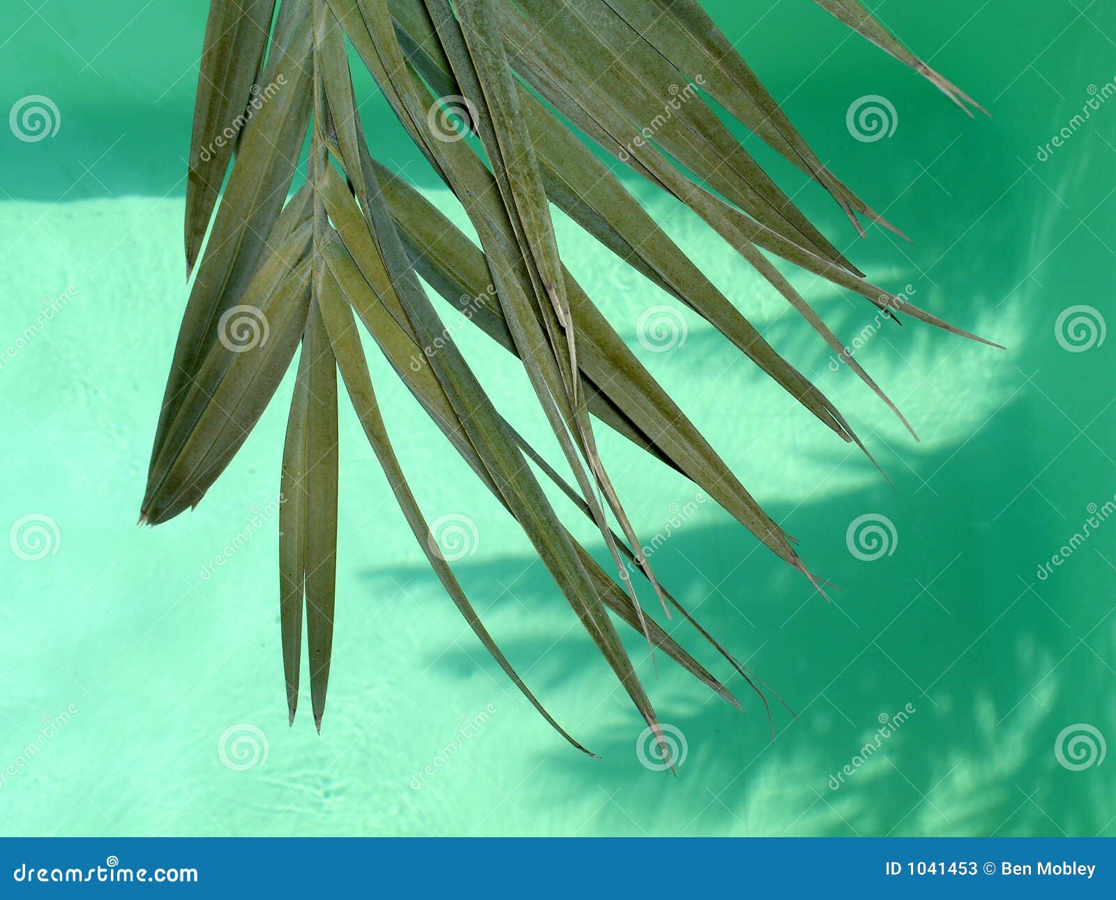 Palm Leaves stock image. Image of plant, water, natural 1041453