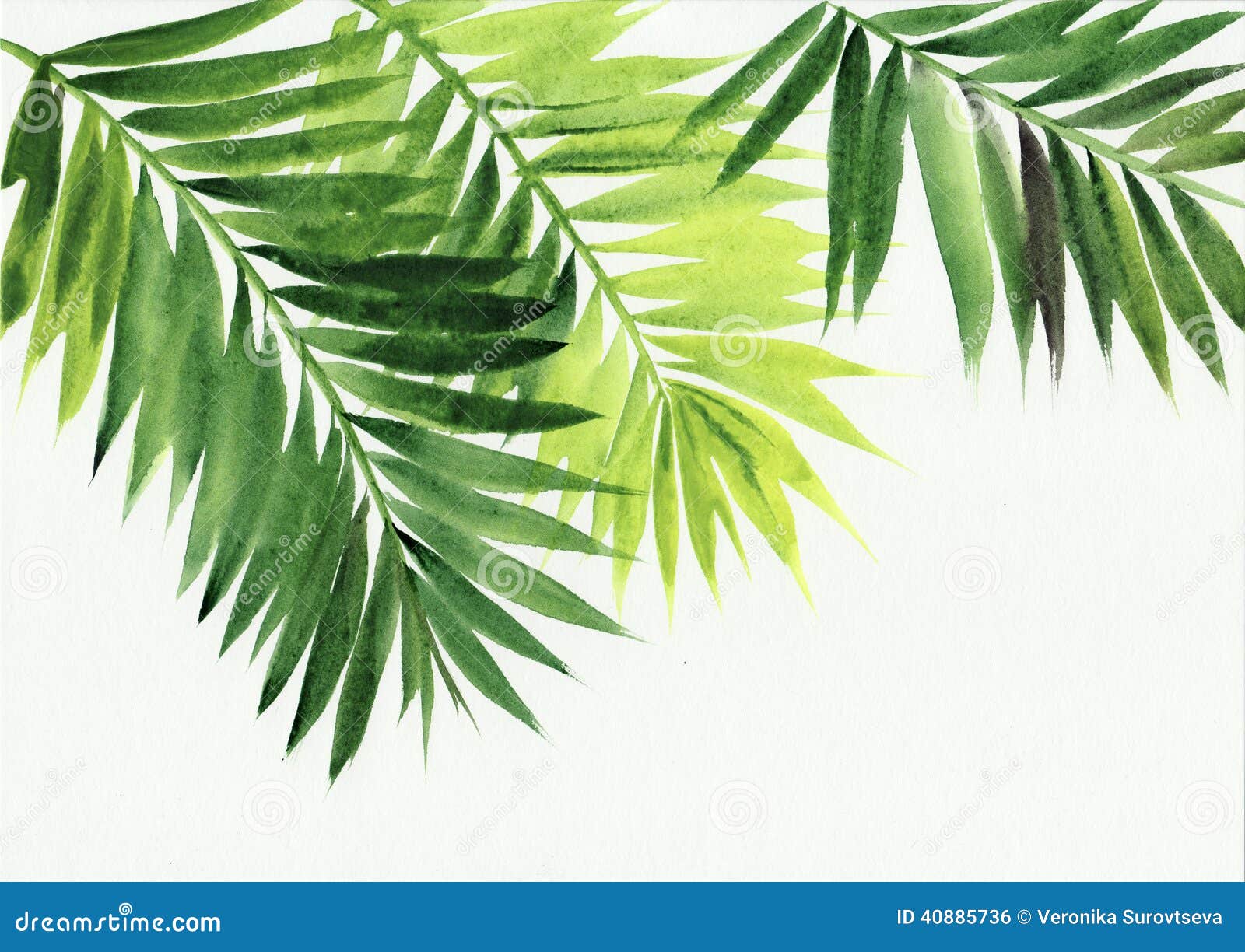 Palm leaves isolated on white background. Original watercolor painting 