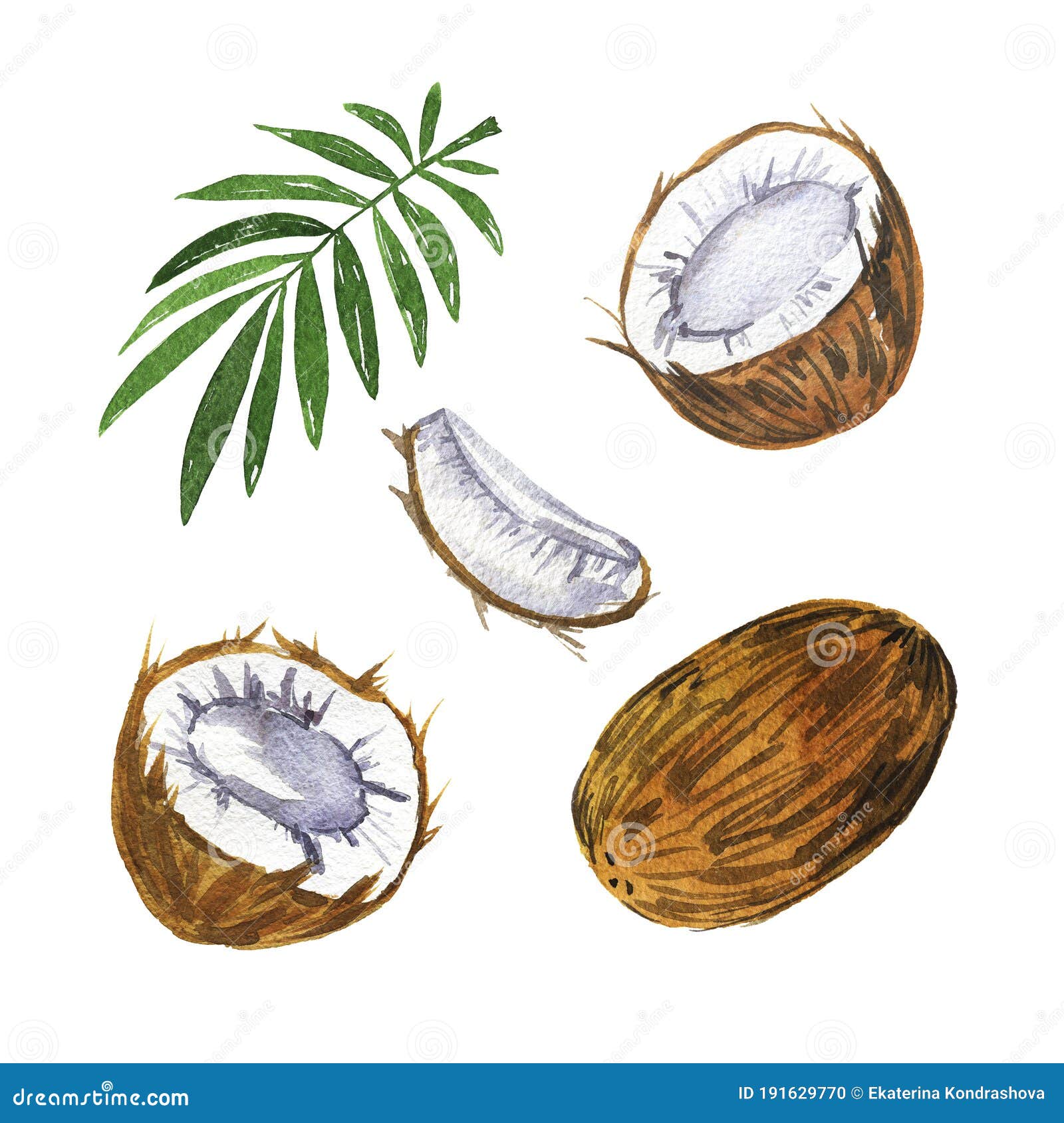 Palm Leaves and Coconut Set. Watercolor. Stock Illustration ...