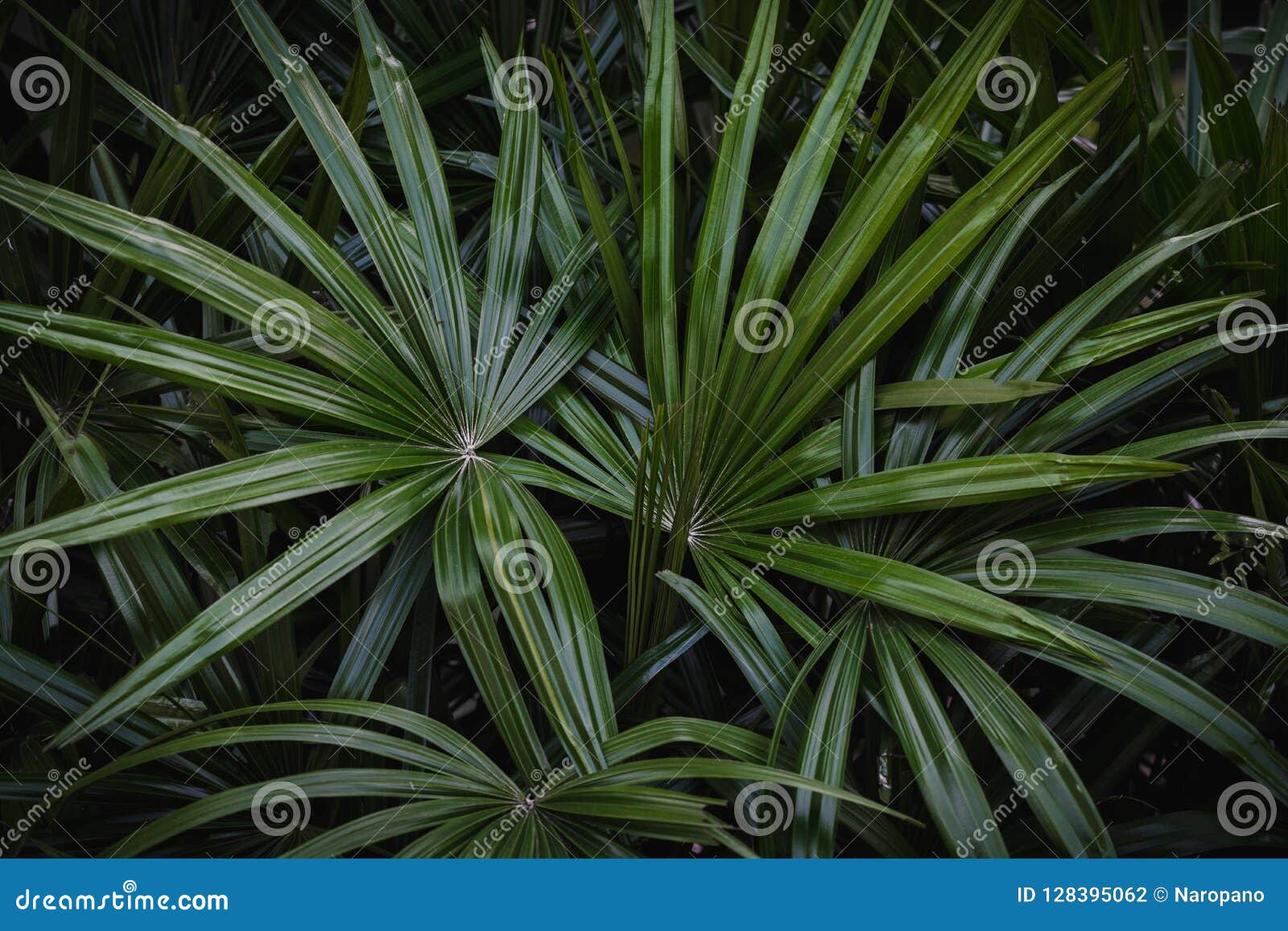 Palm Leaves Dark Background Stock Photo - Image of wall, branch: 128395062
