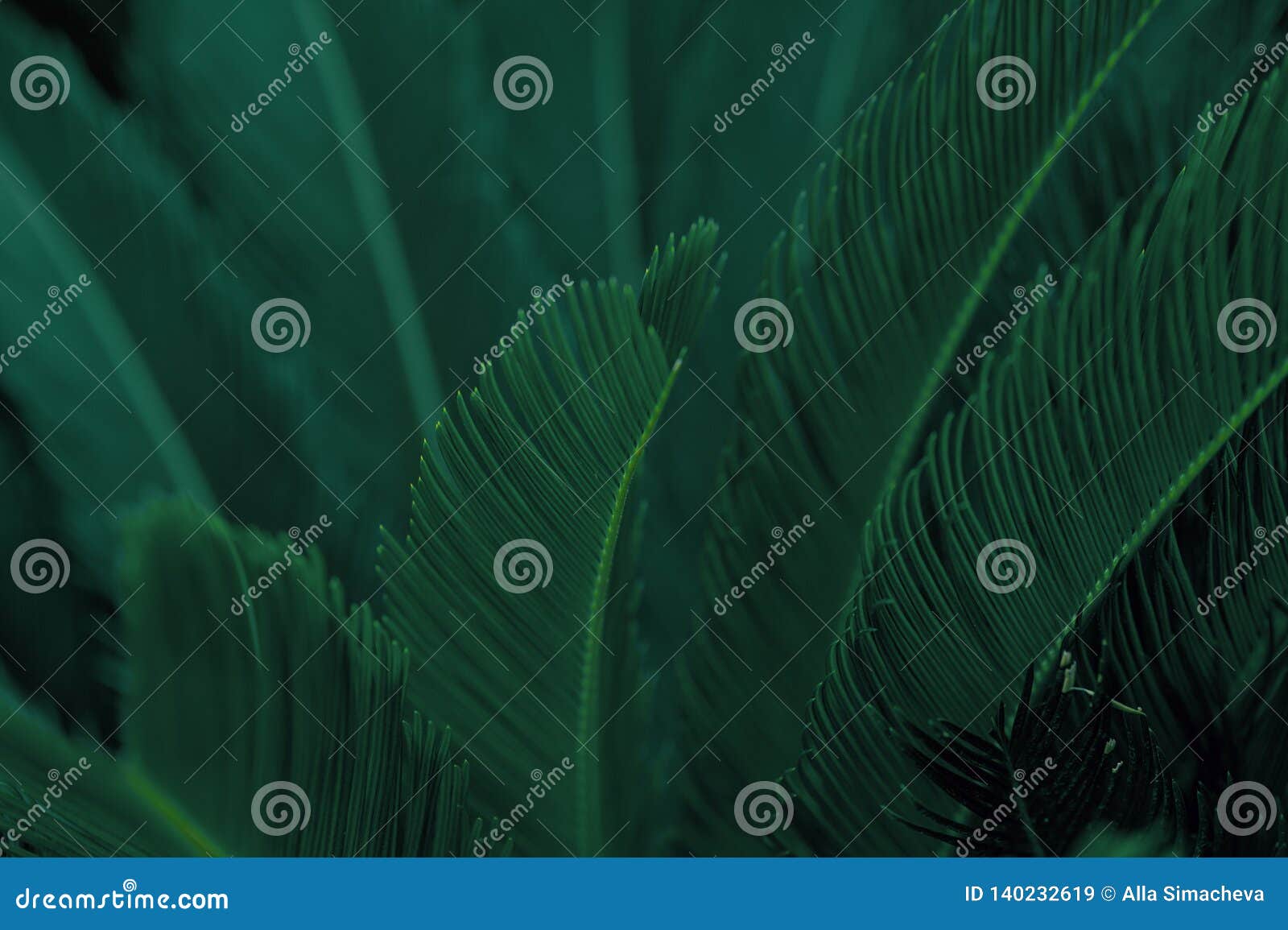 Palm Leaves Dark Green Background Stock Image - Image of creative