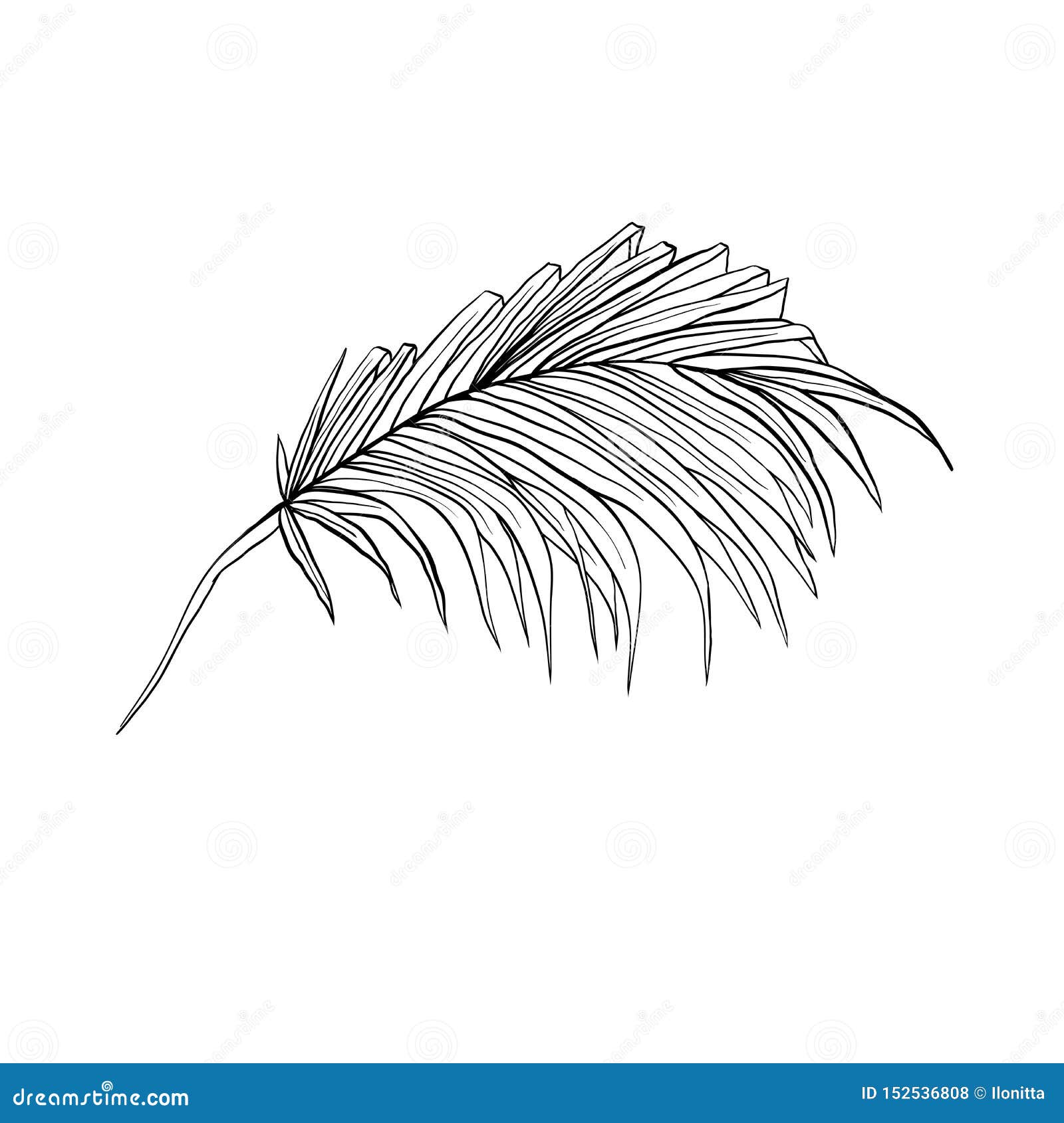 Palm Leaves Sketch Vector Illustration Stock Vector - Illustration of