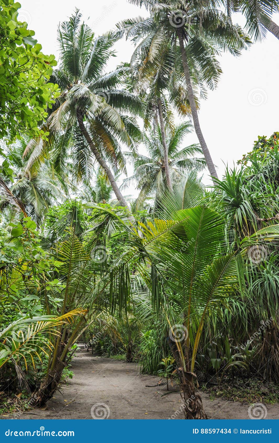 Palm Leaves. Tropical Forest on the Island in Indian Ocean. Beautiful ...