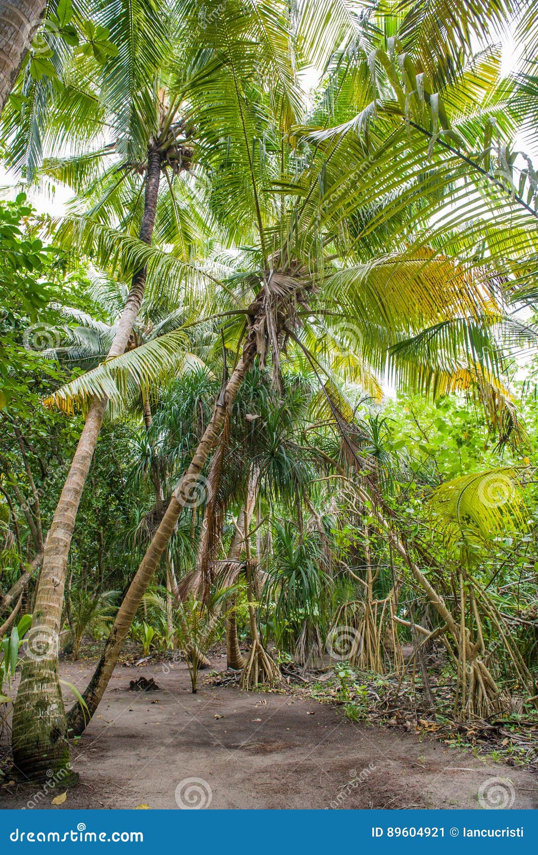 Palm Leaves. Tropical Forest on the Island in Indian Ocean. Beautiful ...