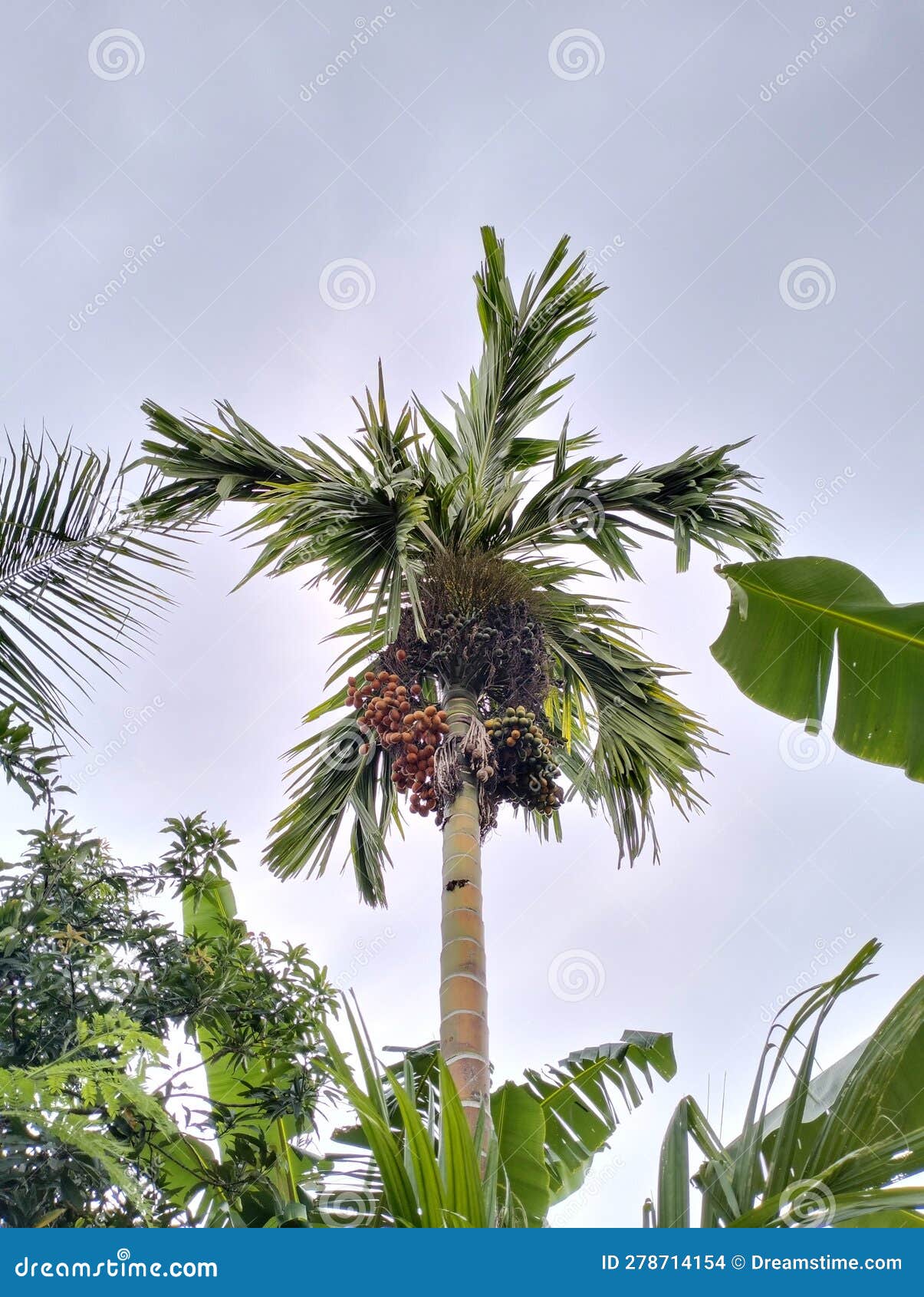 Palm nut fruit tree high stock photo. Image of palm 278714154