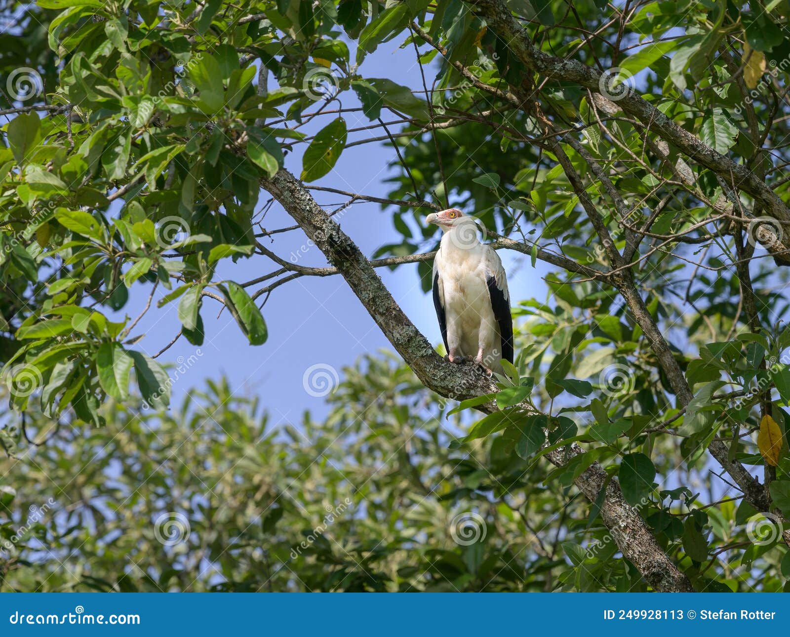 a palm nut vulture sitting on a tree