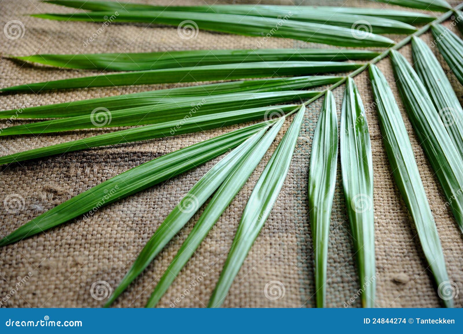 Palm Oil Leaf Stock Images Download 3,757 Royalty Free Photos