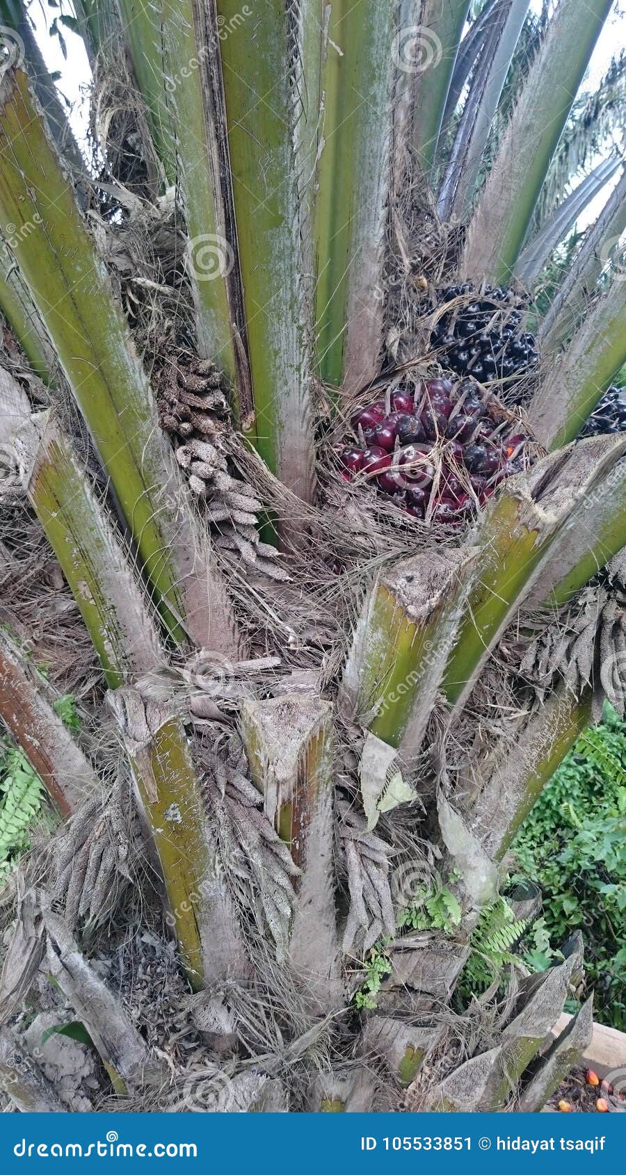 oil palm plants from kalimantan