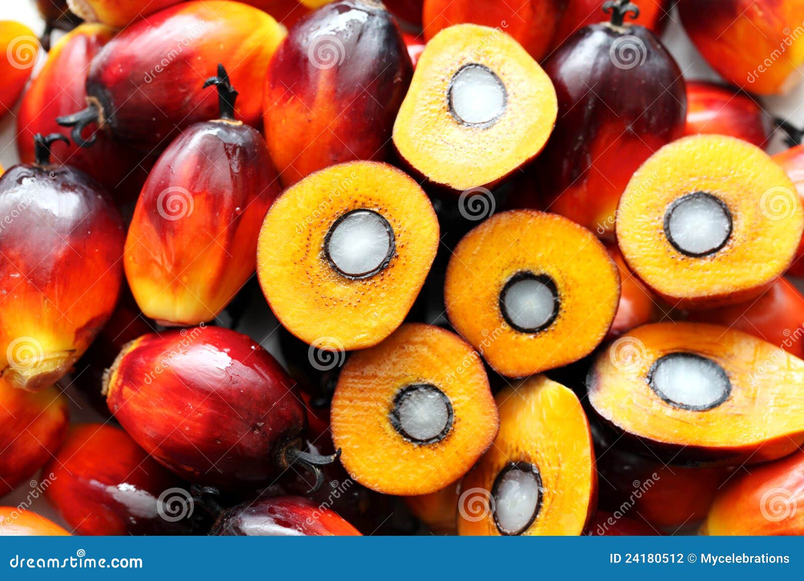  Palm  Oil  Seed  With Seed  Structure Stock Photo Image of 
