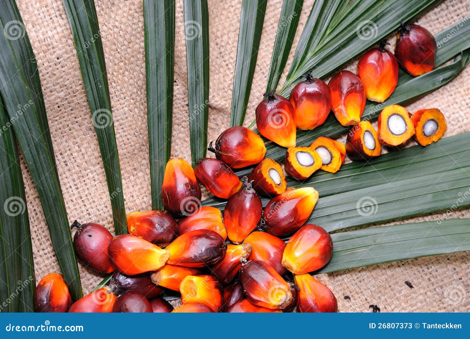  Palm Oil seeds  stock image Image of cultivated 