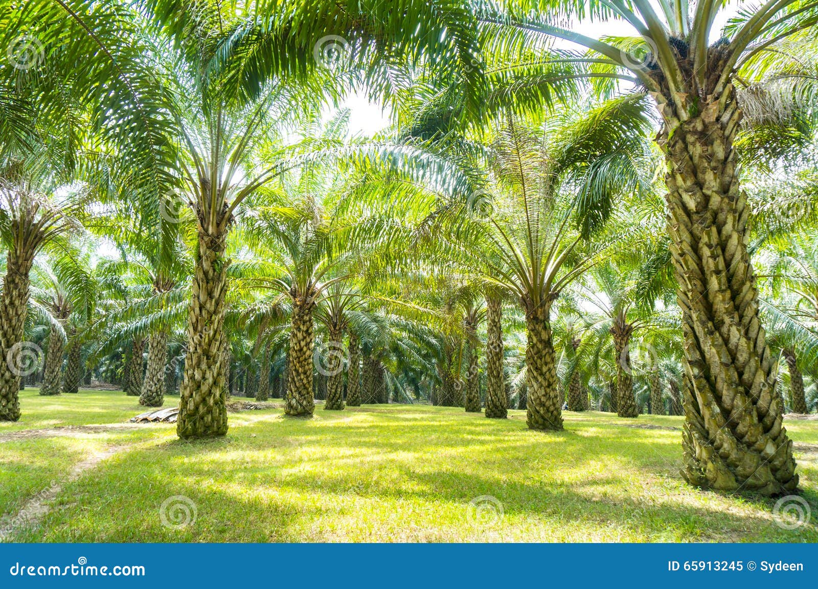 Palm Oil Tree Stock Images Download 3,399 Photos