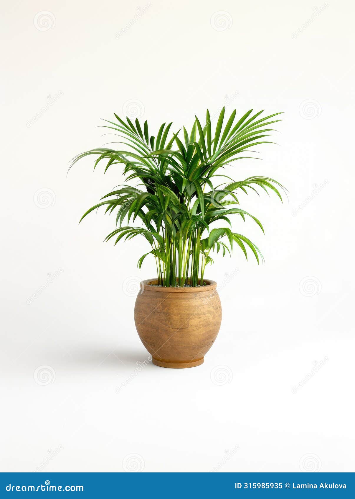 palm plant in ceramic pot  on white background. green houseplant in pot, palm tree in salon, home decor and