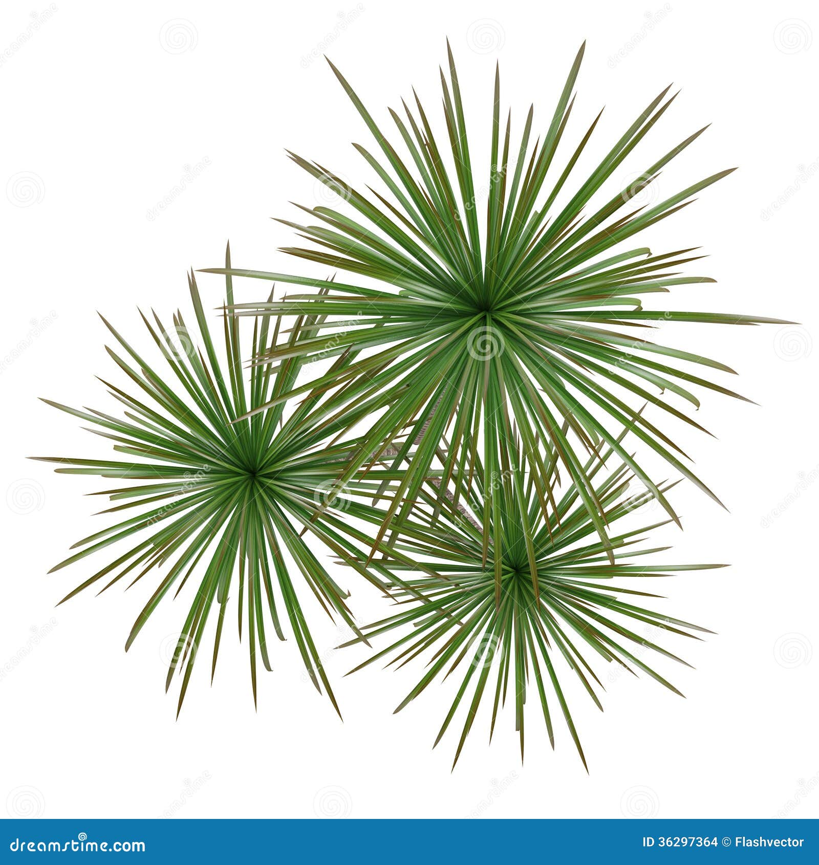 Palm plant tree top stock illustration. Illustration of jungle - 36297364
