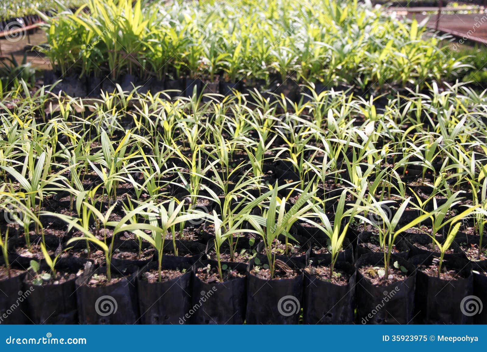 Palm Seedlings. stock image. Image of trunk, stem, food 35923975