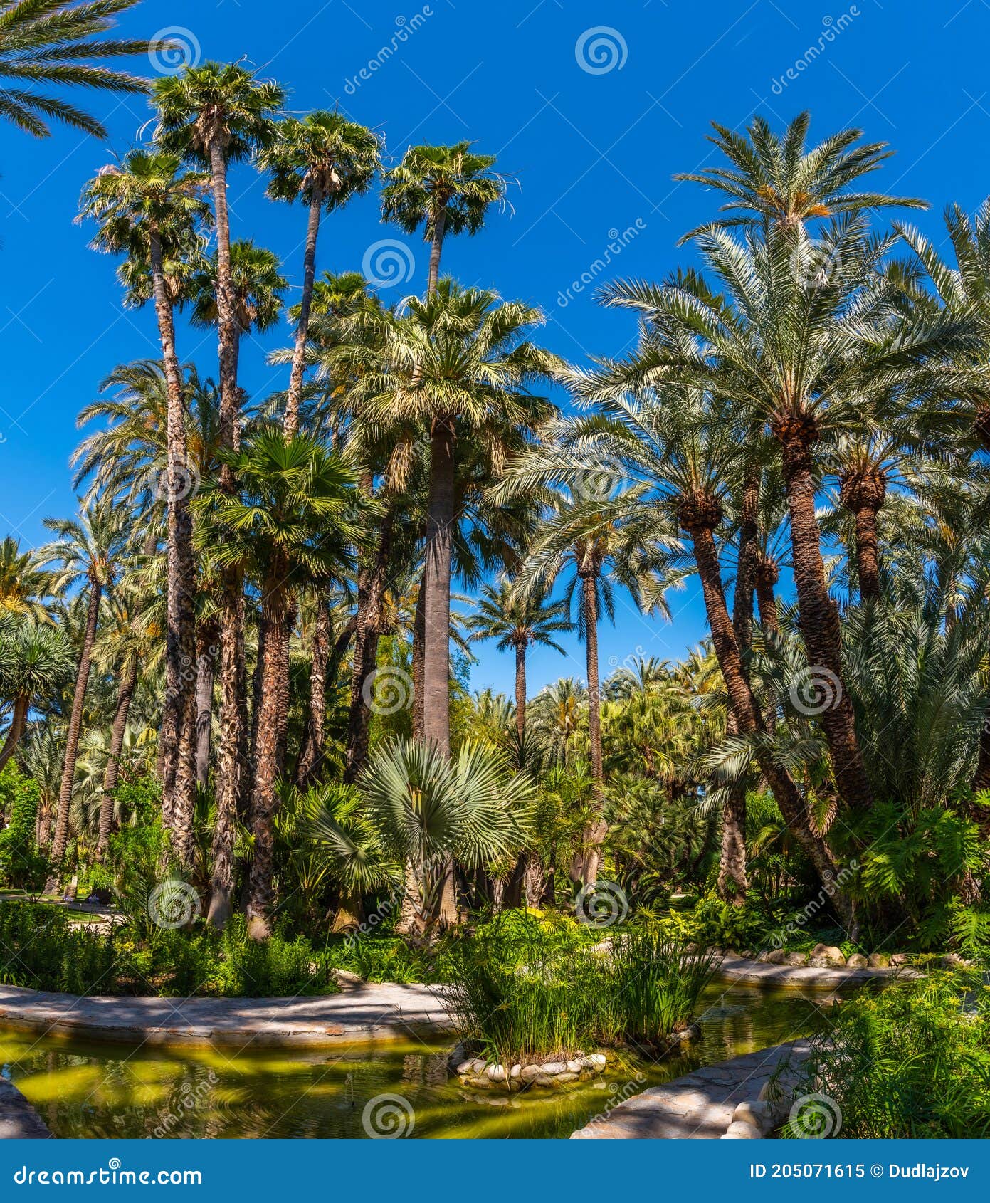 palm and succulent garden huerto del cura in elche, spain