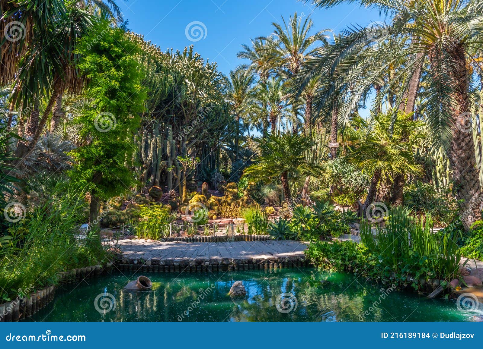 palm and succulent garden huerto del cura in elche, spain