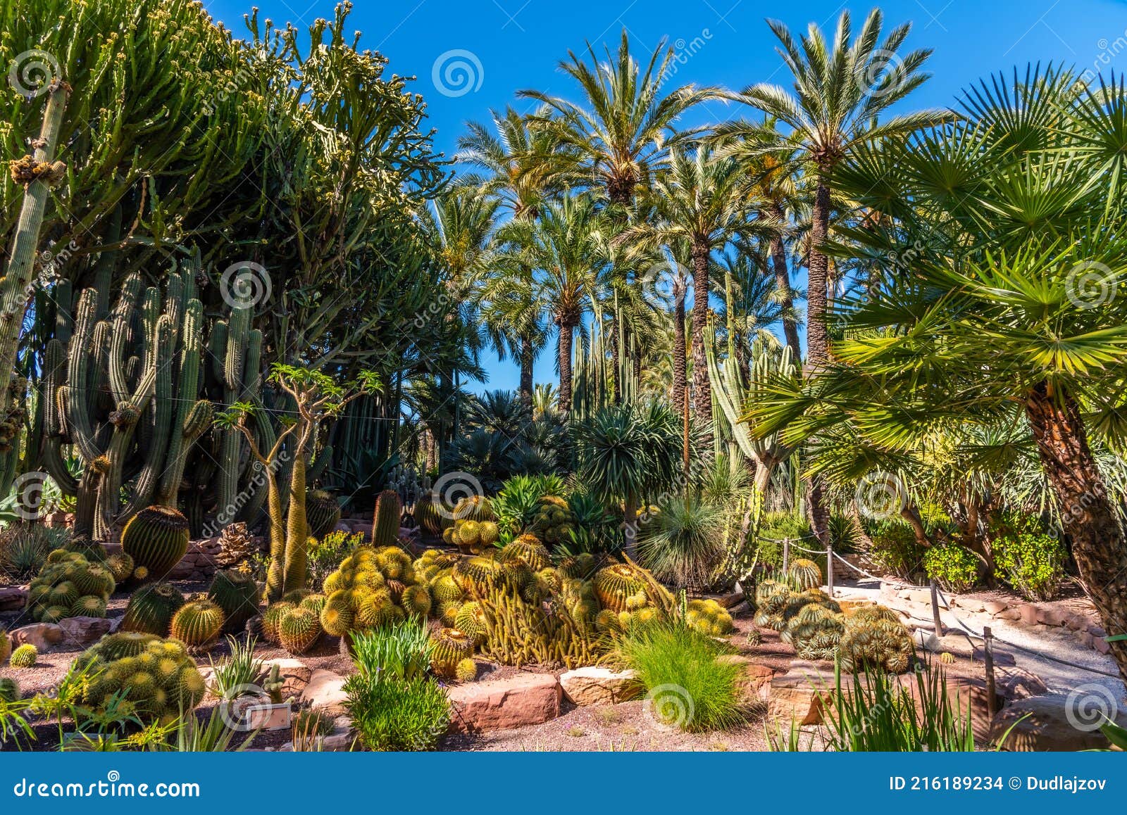 palm and succulent garden huerto del cura in elche, spain