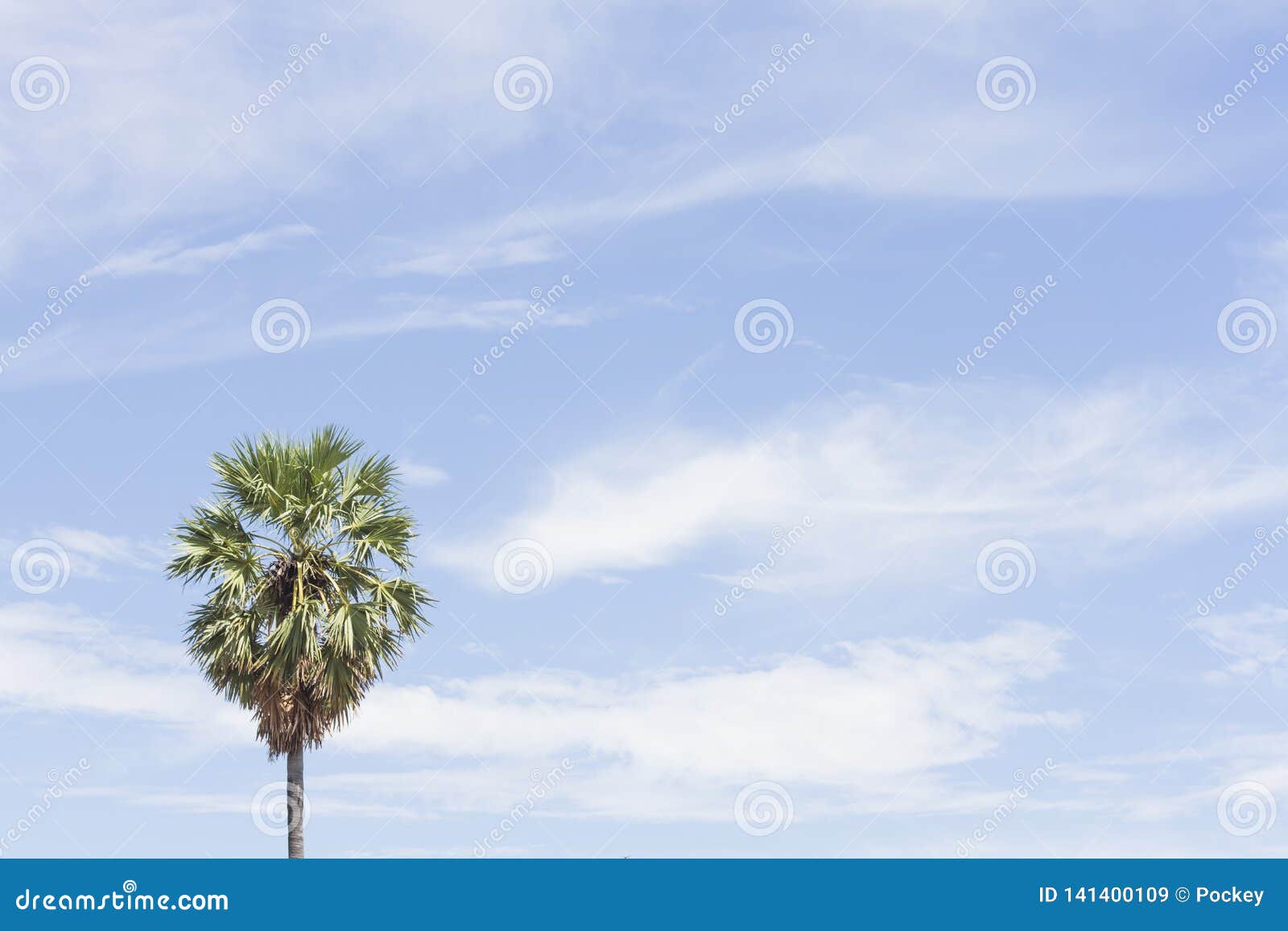 Palm Sugar Tree On Sky Background Royalty-Free Stock Photography ...
