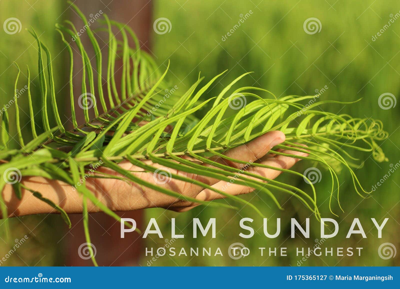 palm sunday - hosanna to the highest. palm sunday concept with green fern or palm leaf in hand on blurry background.