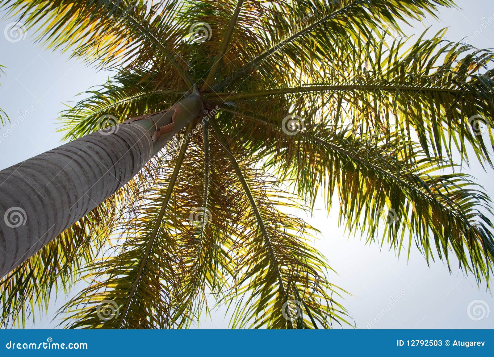 Palm tree stock image. Image of jamaica, paradise, resort - 12792503