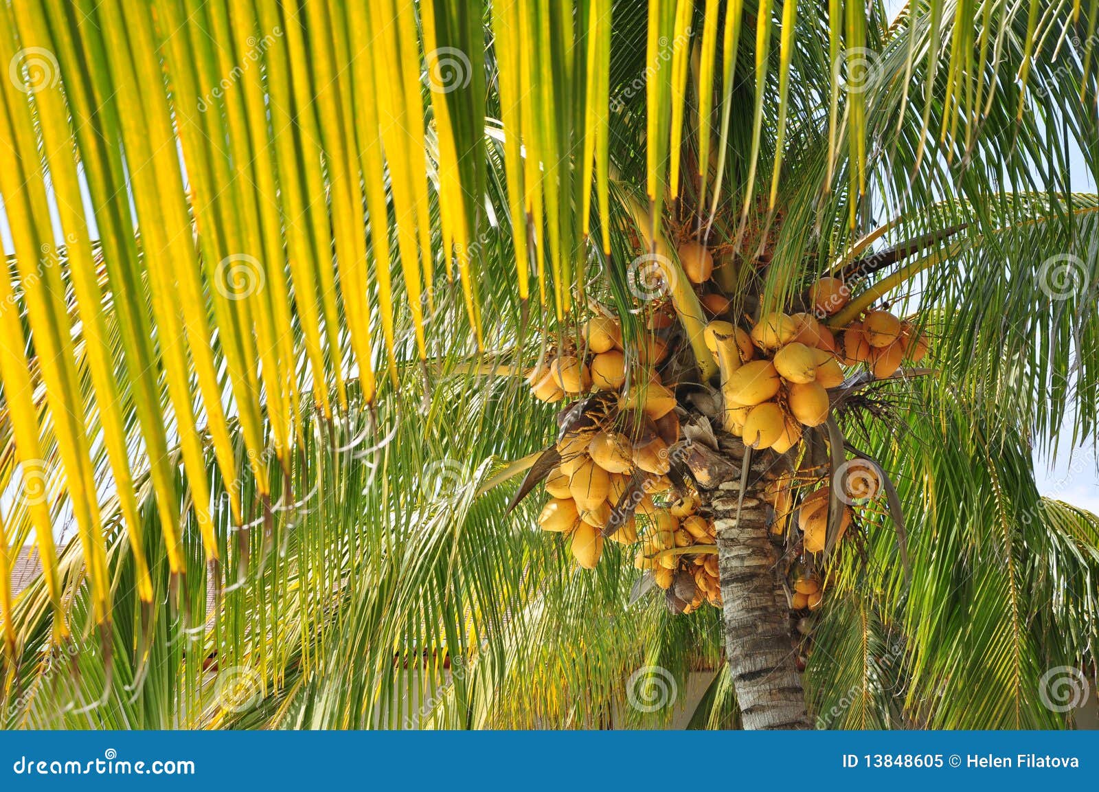 Palm tree stock image. Image of green, fruits, palm, nature - 13848605