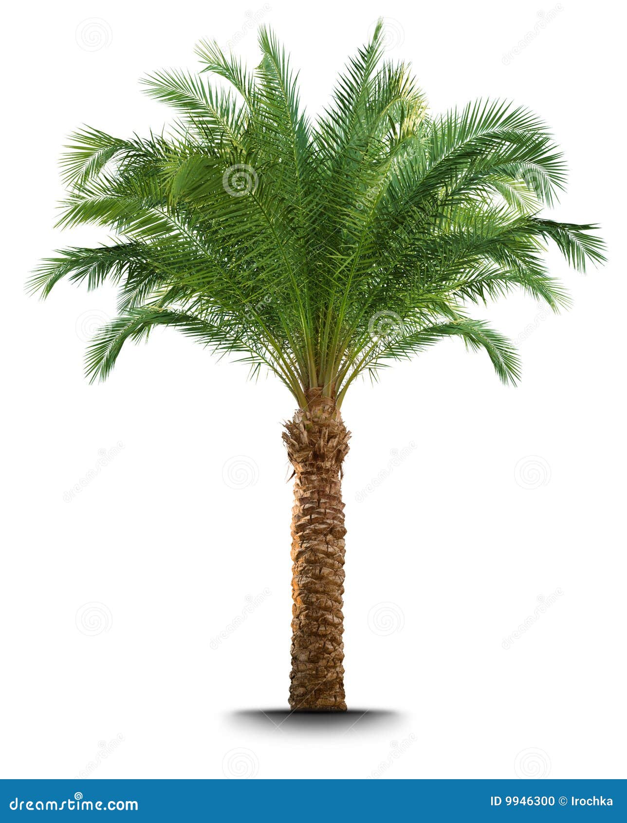 palm tree