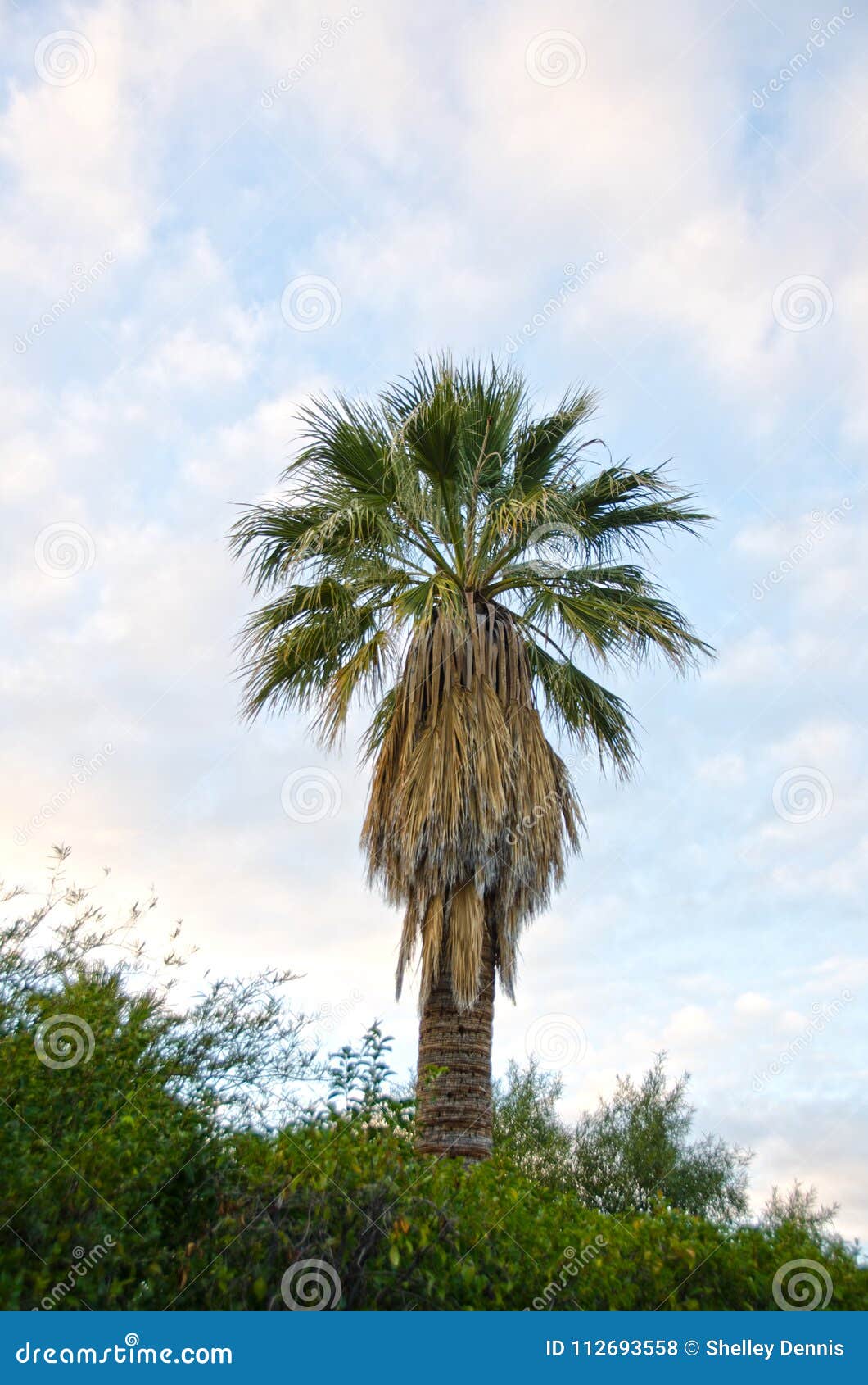 palm trees image with copy space palm trees image with copy space