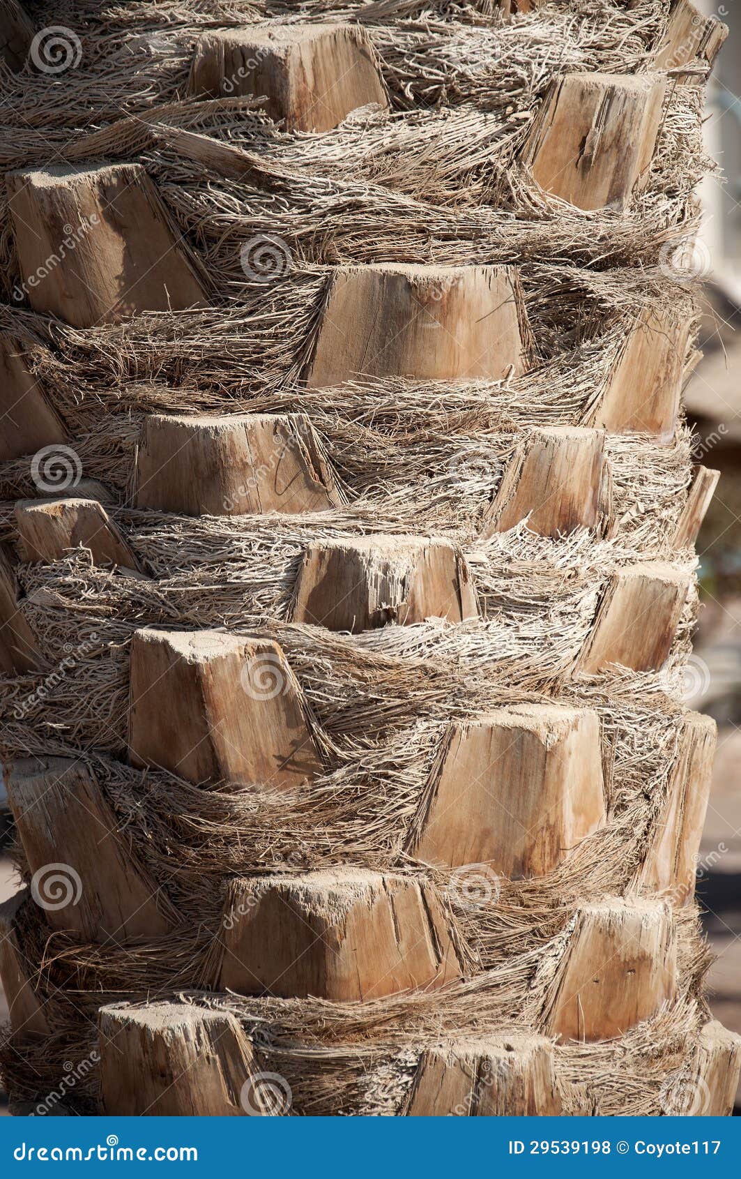 Palm tree bark stock photo. Image of coconut, plants 29539198