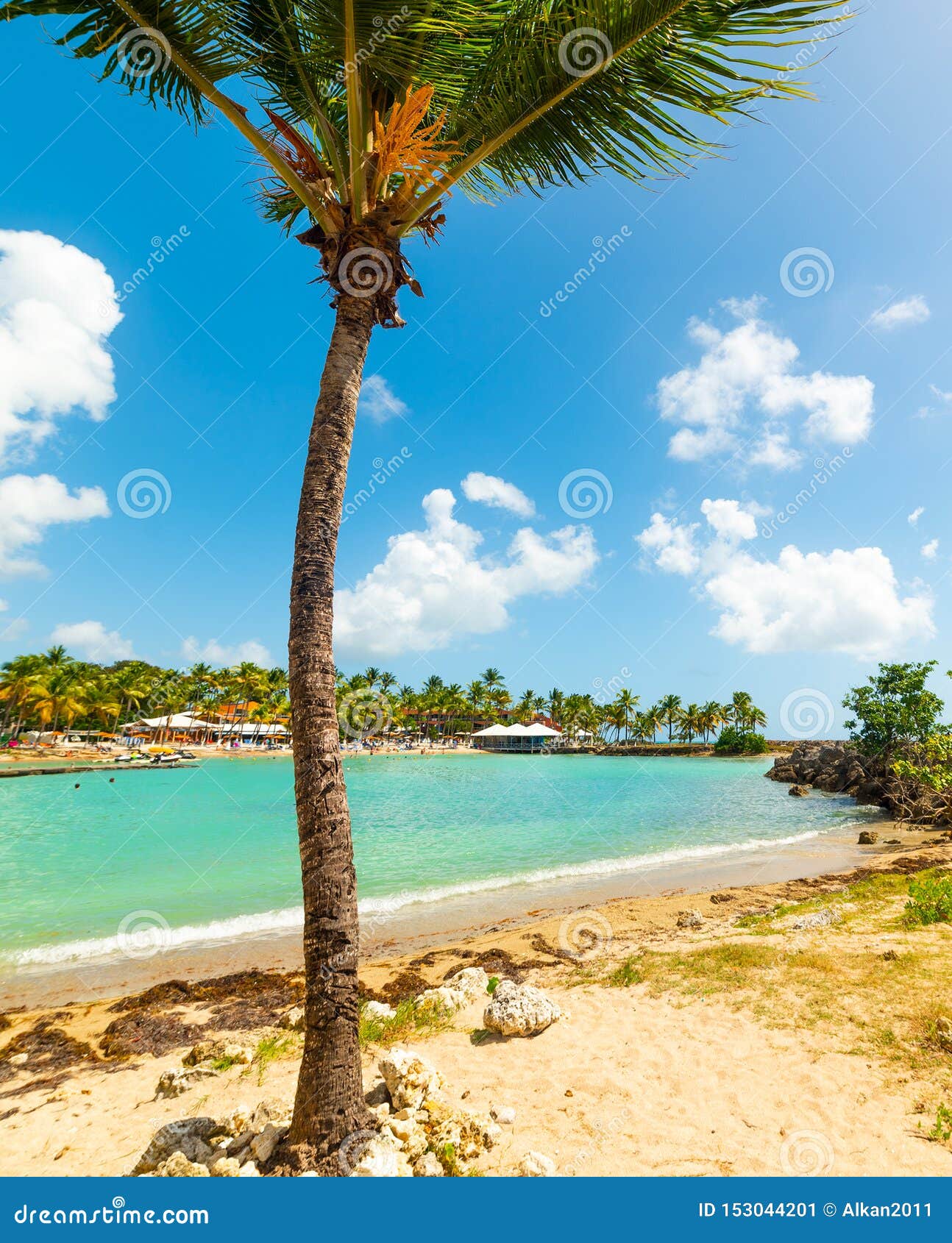 Palm Tree in Bas Du Fort Beach in Guadeloupe Stock Image - Image of ...