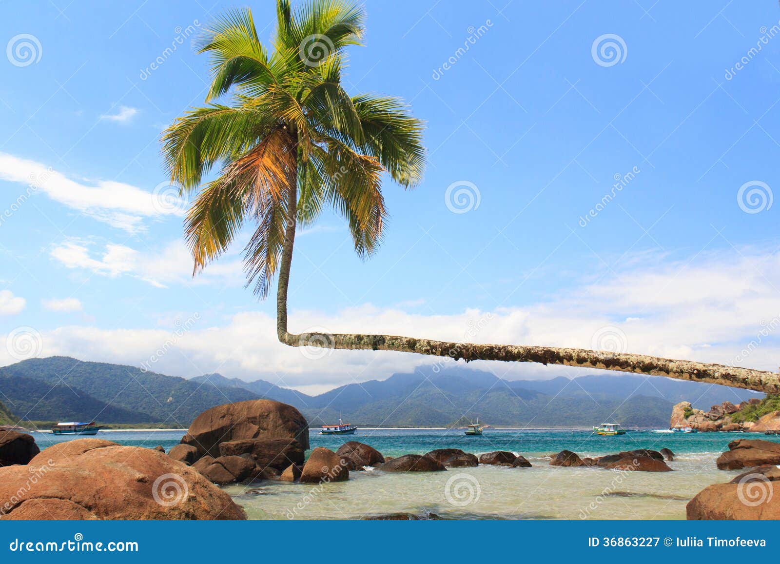 palm tree on beach aventueiro, ilha grande, brazil