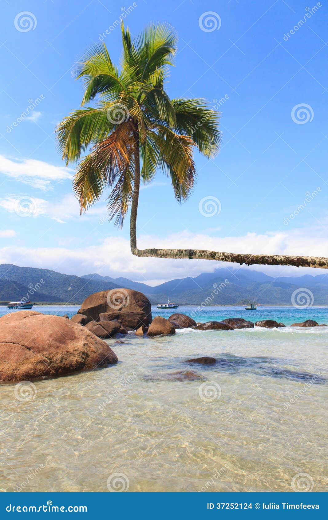 palm tree on beach aventueiro of island ilha grande