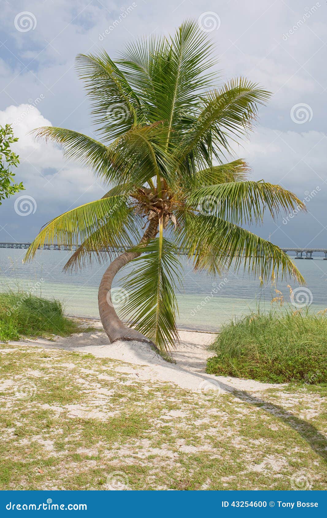 Palm Tree on the Beach stock photo. Image of summer, lagoon 43254600