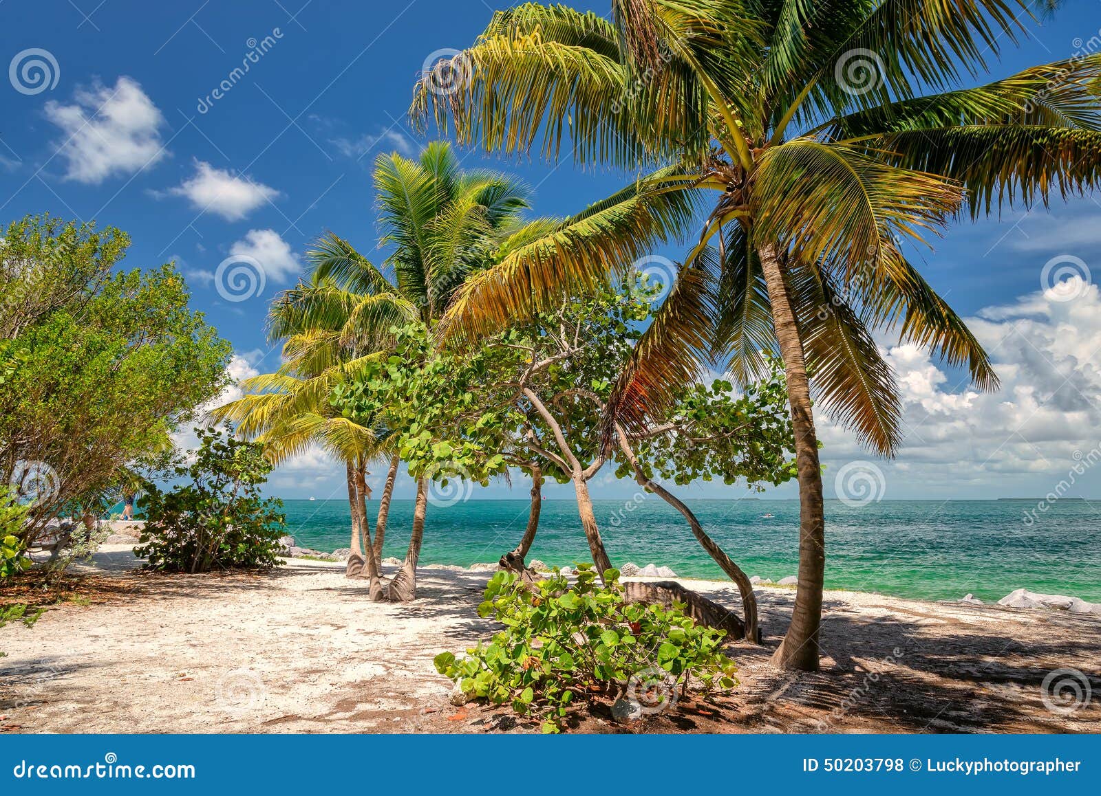 Palm Tree on the Beach. Florida Stock Photo Image of journey, palm