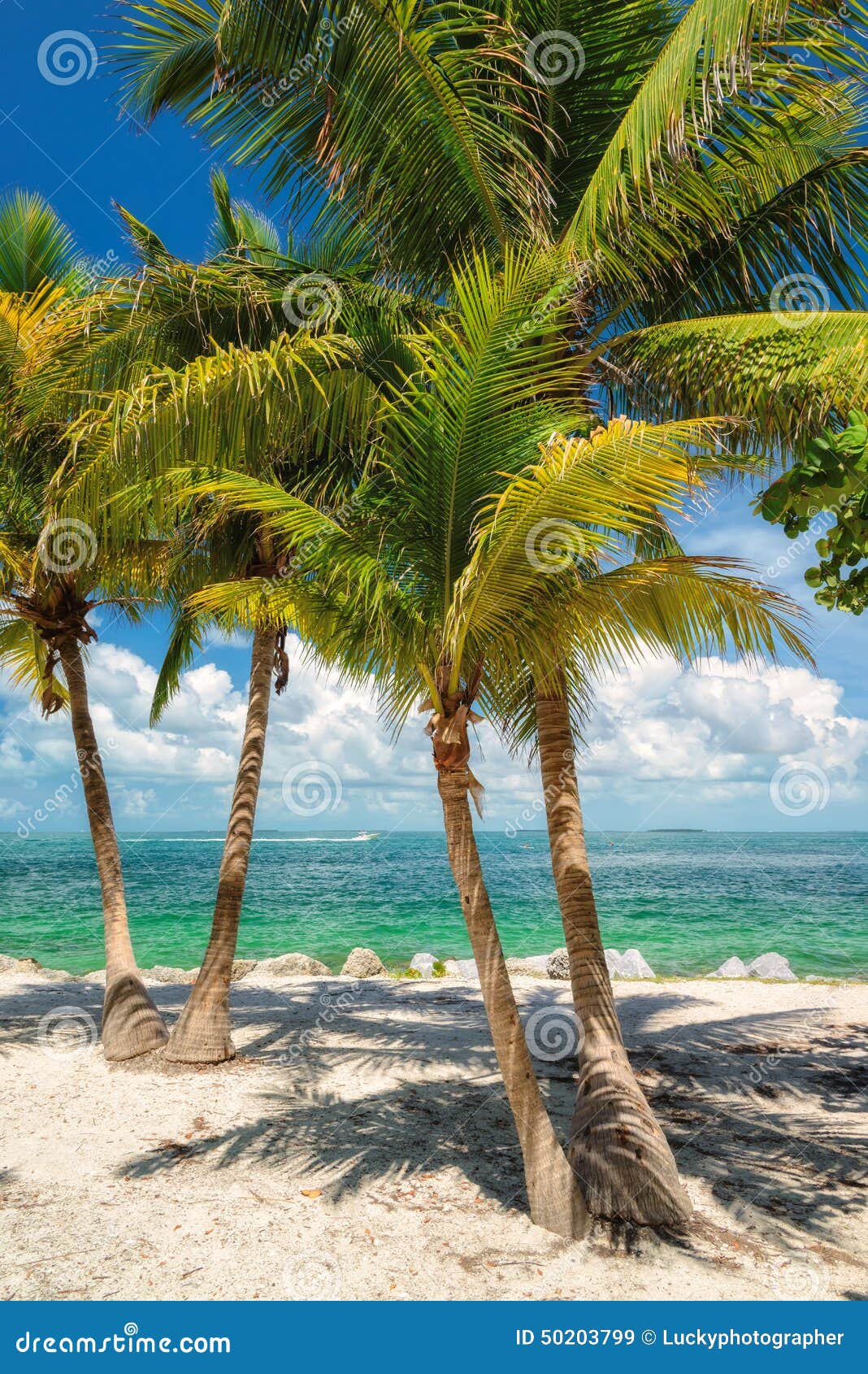 Palm Tree on the Beach. Florida Stock Image Image of summer, journey