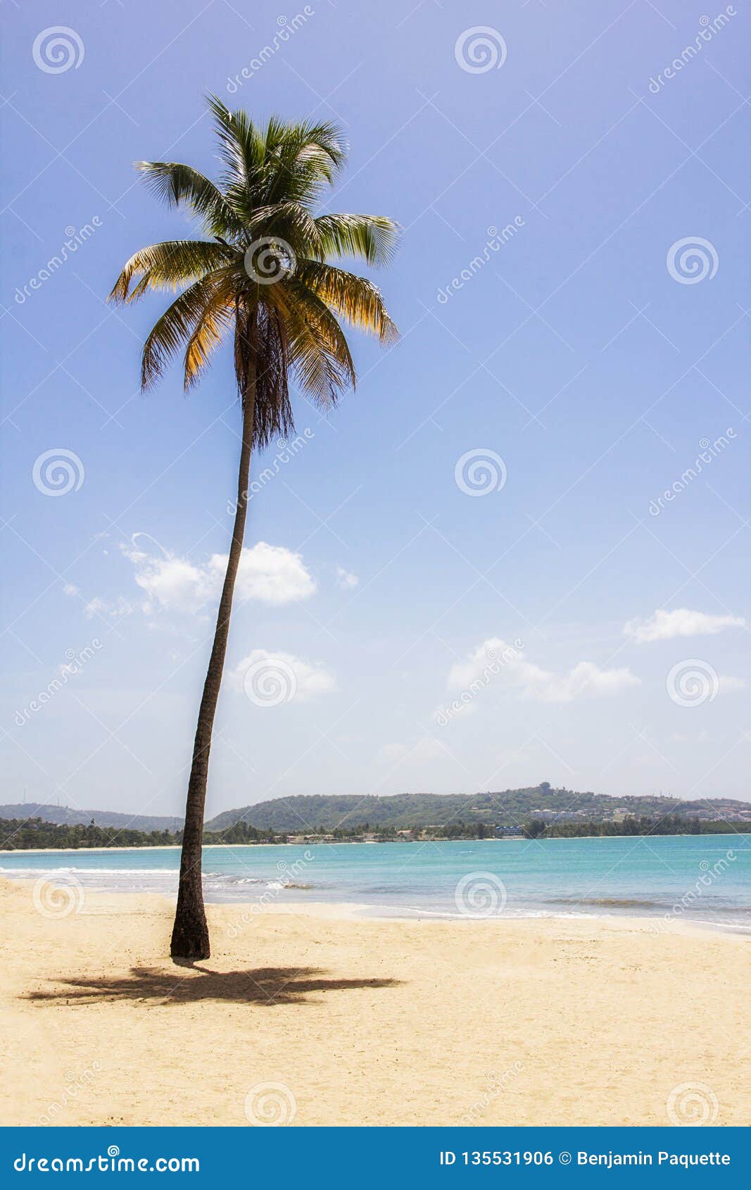 Palm tree on a beach stock photo. Image of palm, island - 135531906